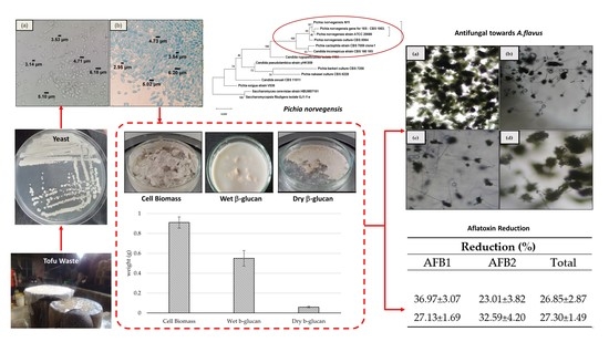 Foods Free Full-Text Antifungal and Aflatoxin-Reducing Activity of β-Glucan Isolated from Pichia norvegensis Grown on Tofu Wastewater photo