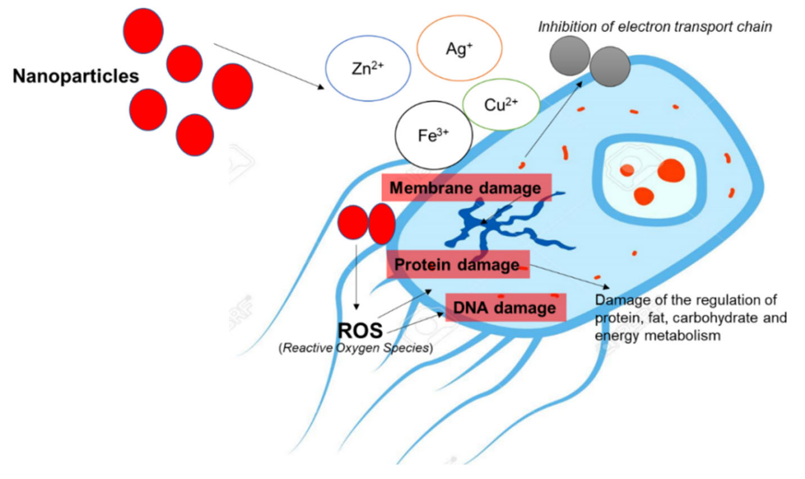 Foods 10 02633 g004 Foods 10 02633 g004