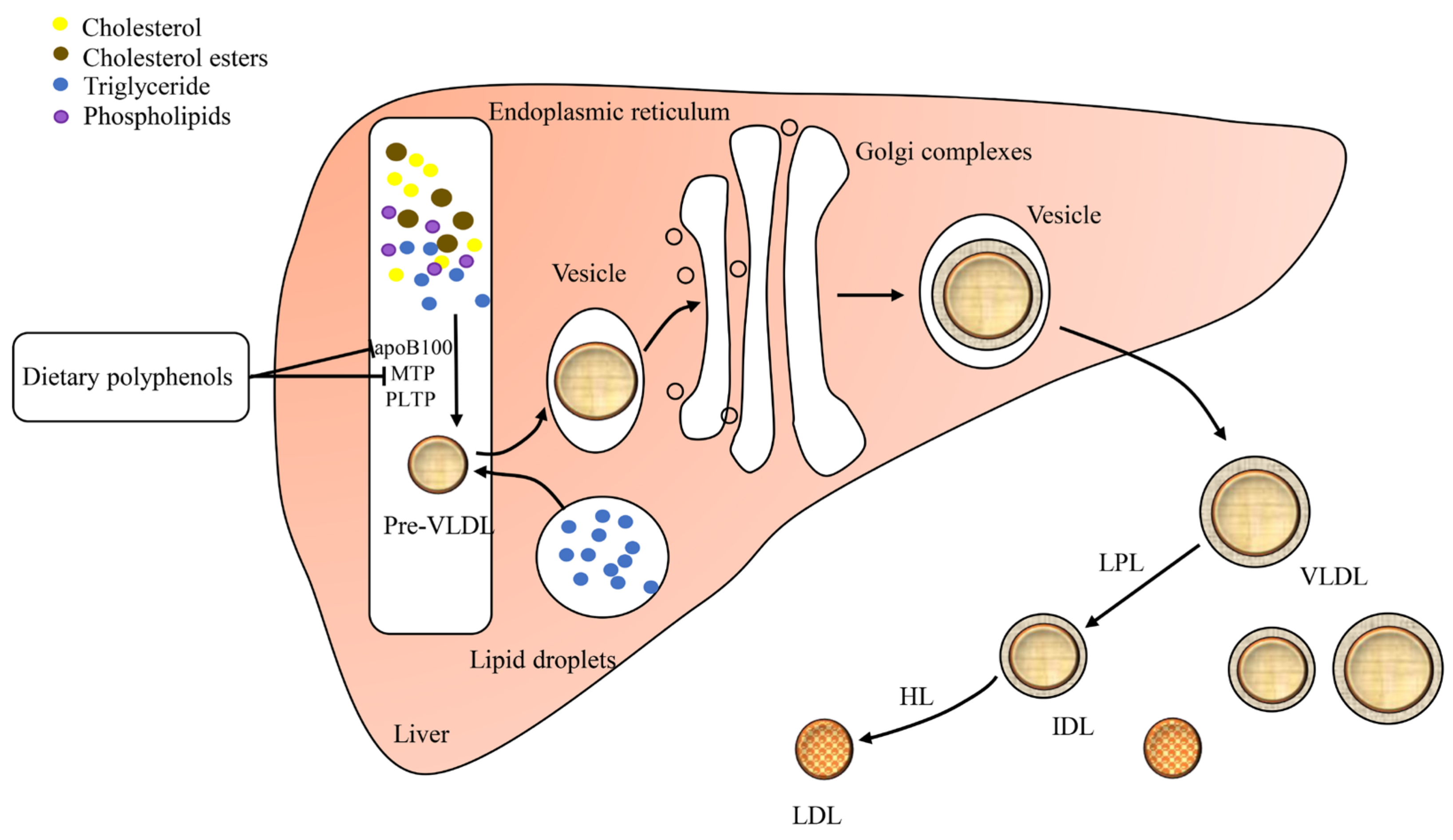 Foods Free FullText Bioactivity of Dietary Polyphenols The Role in LDLC Lowering