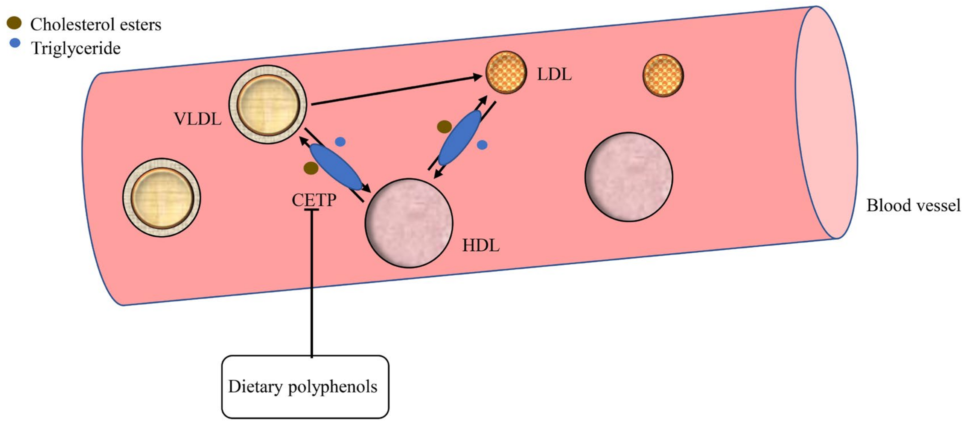 Foods Free FullText Bioactivity of Dietary Polyphenols The Role in LDLC Lowering