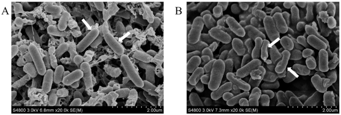 Foods 10 02671 g003 550