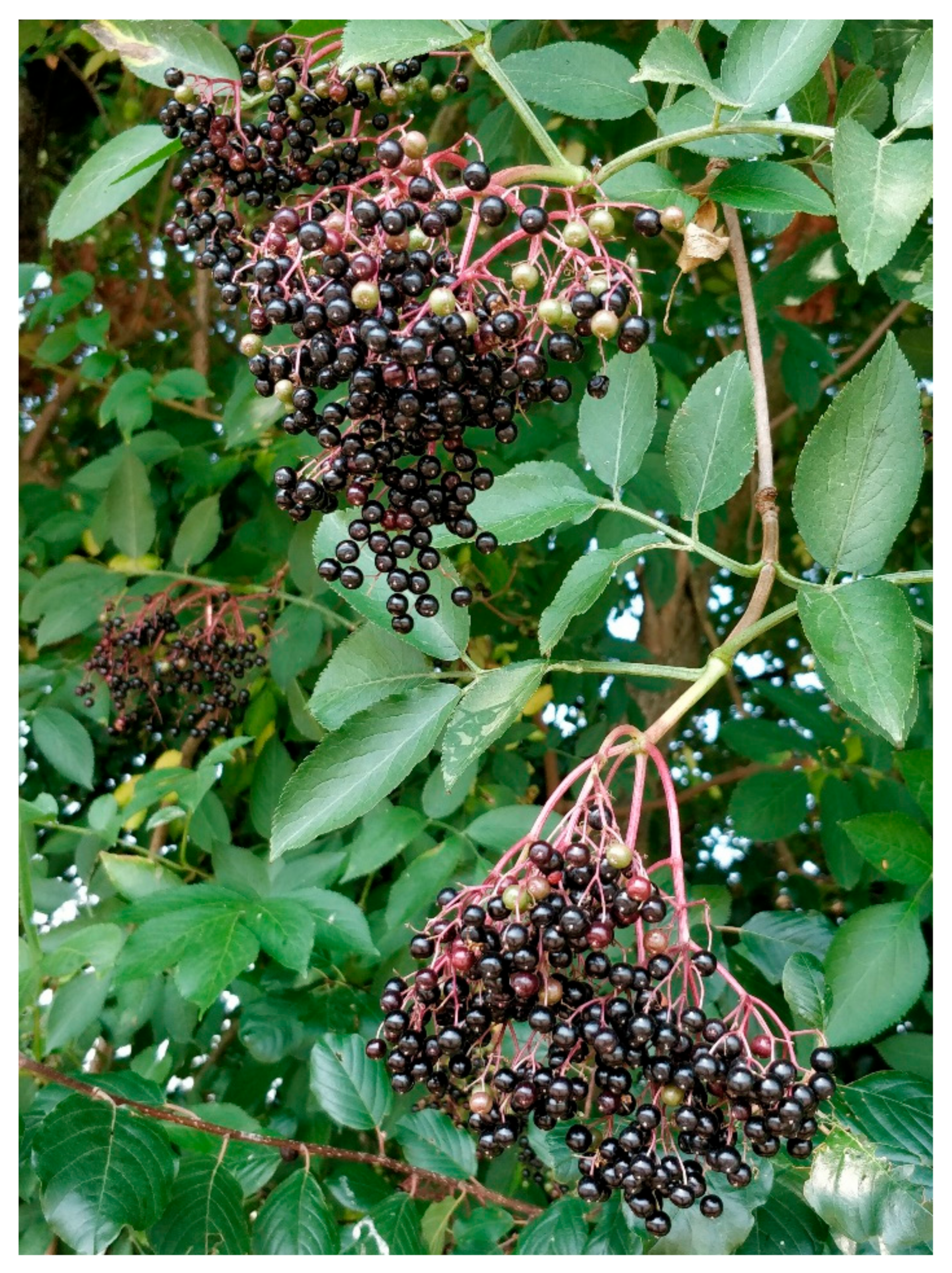 Foods 10 02713 g001 550