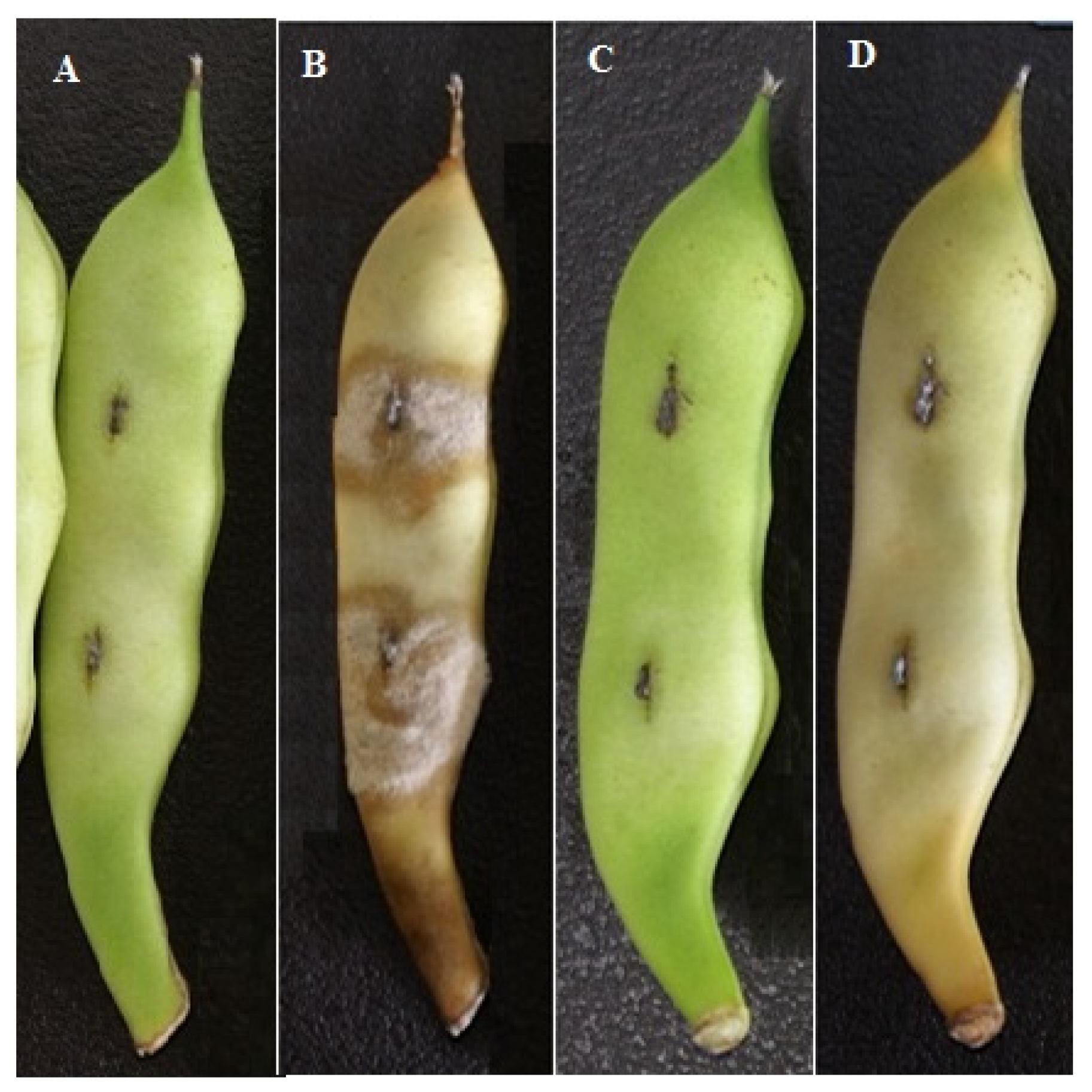 Foods 10 02736 g003 550