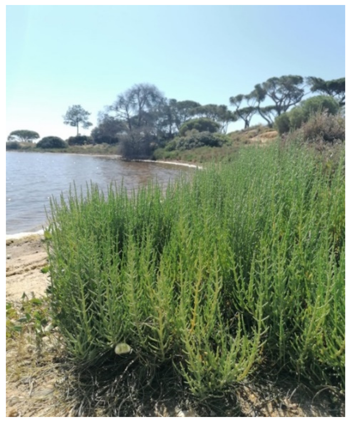 Foods 10 02778 g001 Foods 10 02778 g001