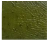 Foods 10 02786 i003 Foods 10 02786 i003