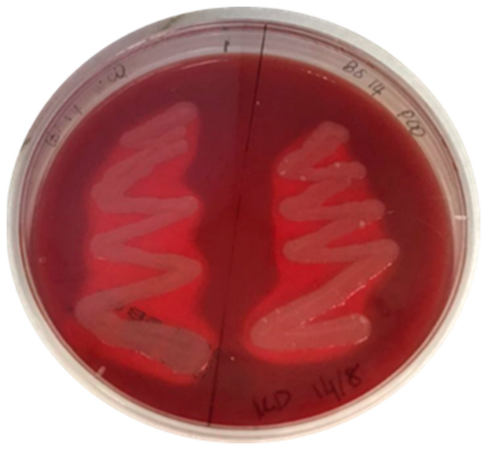 Foods 10 02801 g004 Foods 10 02801 g004