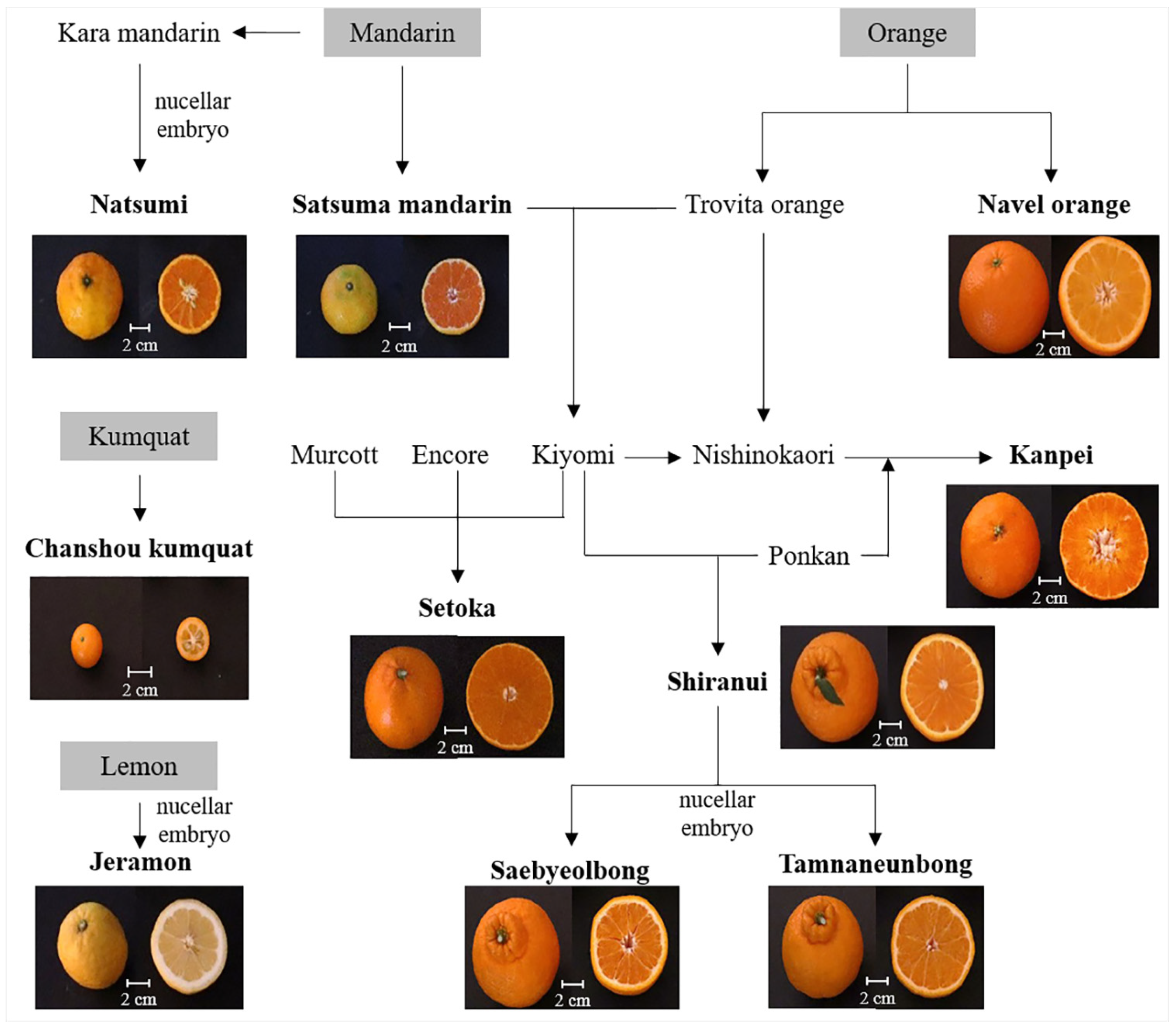 Foods Free Full Text Comparative Metabolomics Analysis of