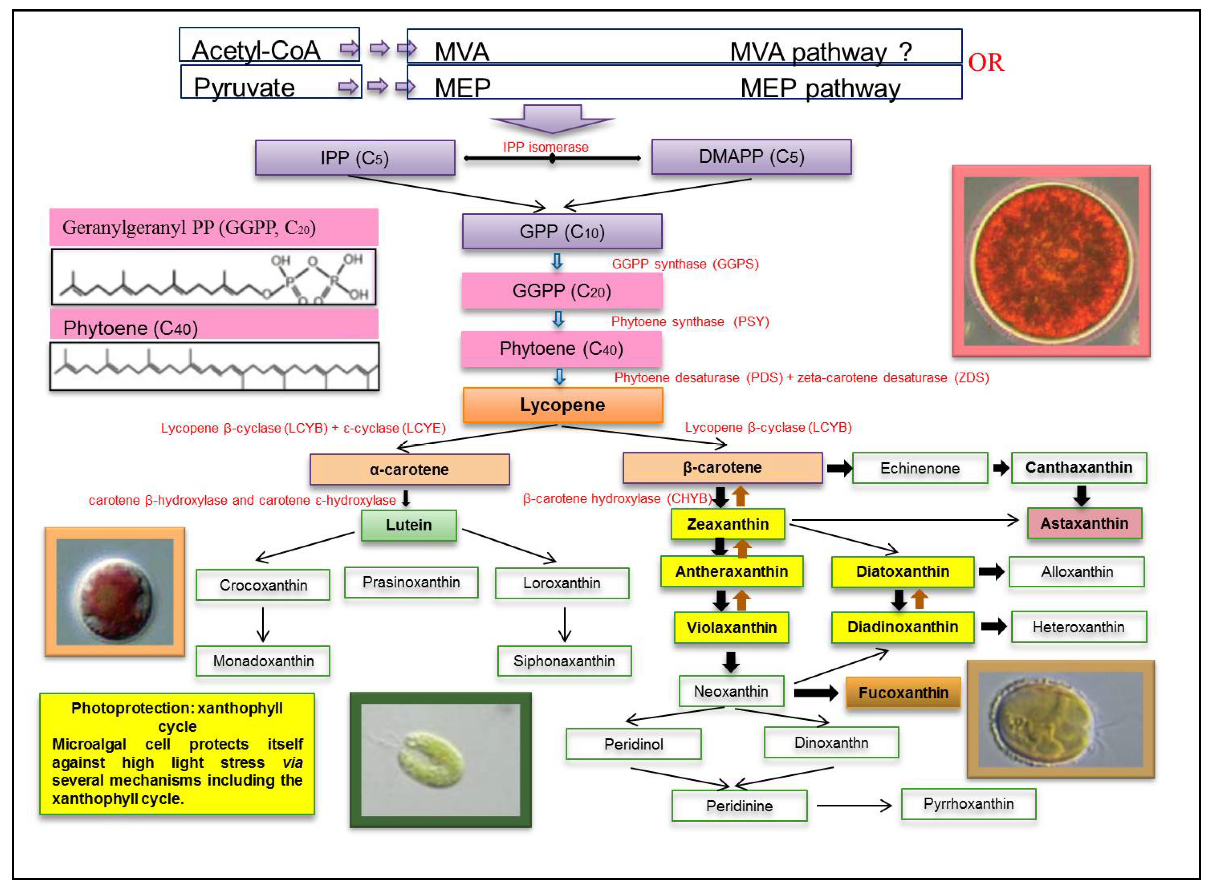 Foods | Free Full-Text | Microalgae Xanthophylls: From Biosynthesis Pathway  and Production Techniques to Encapsulation Development