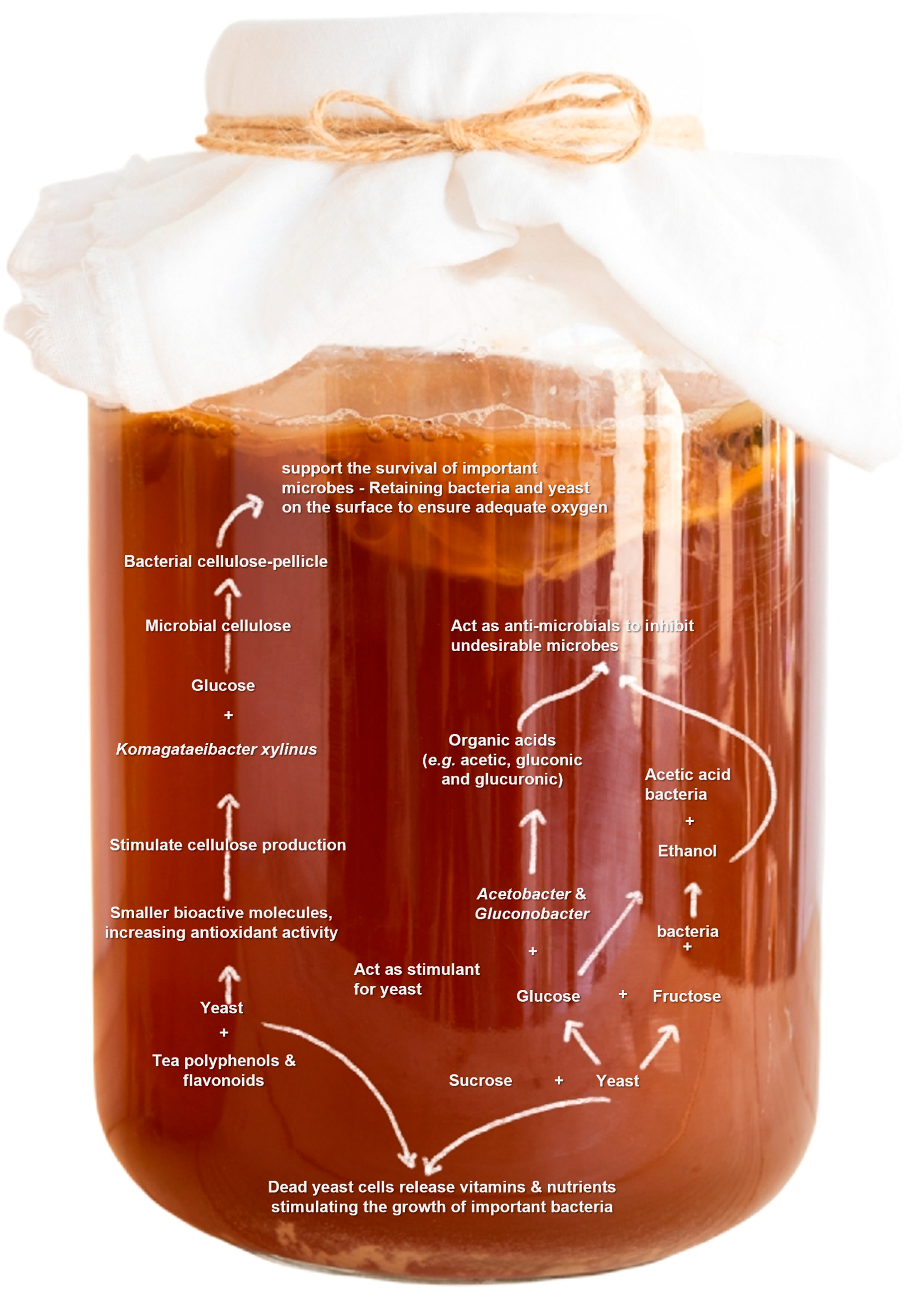 Foods 10 02861 g002 Foods 10 02861 g002