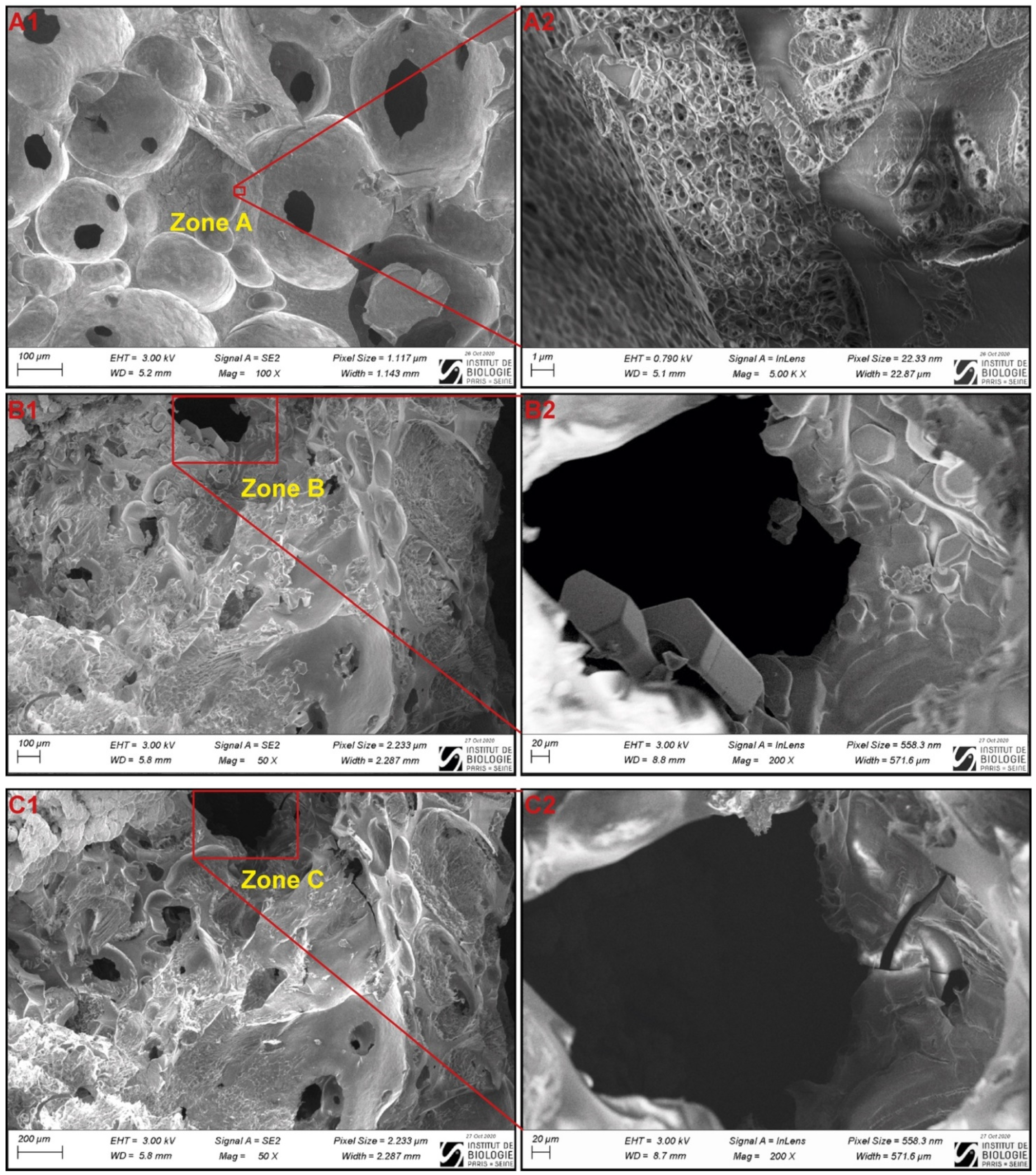 Foods 10 02915 g006 550