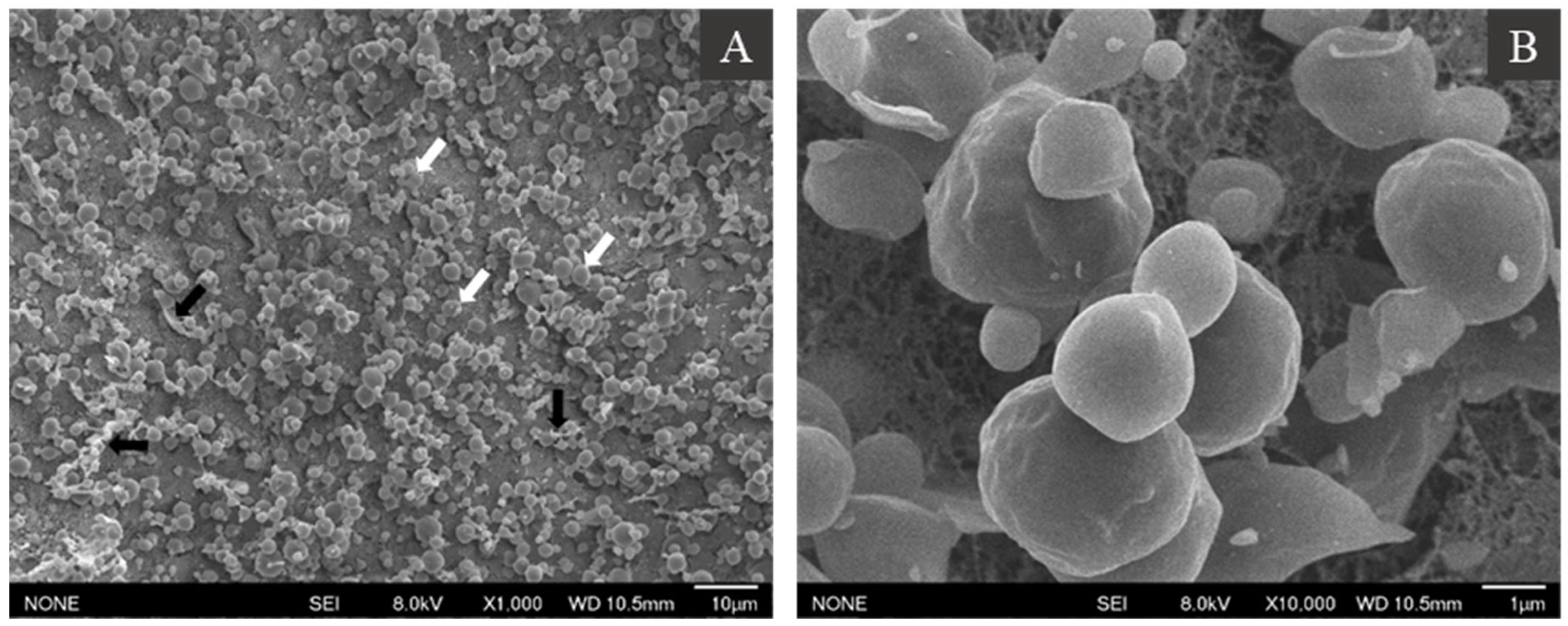 Foods 10 02930 g002 550