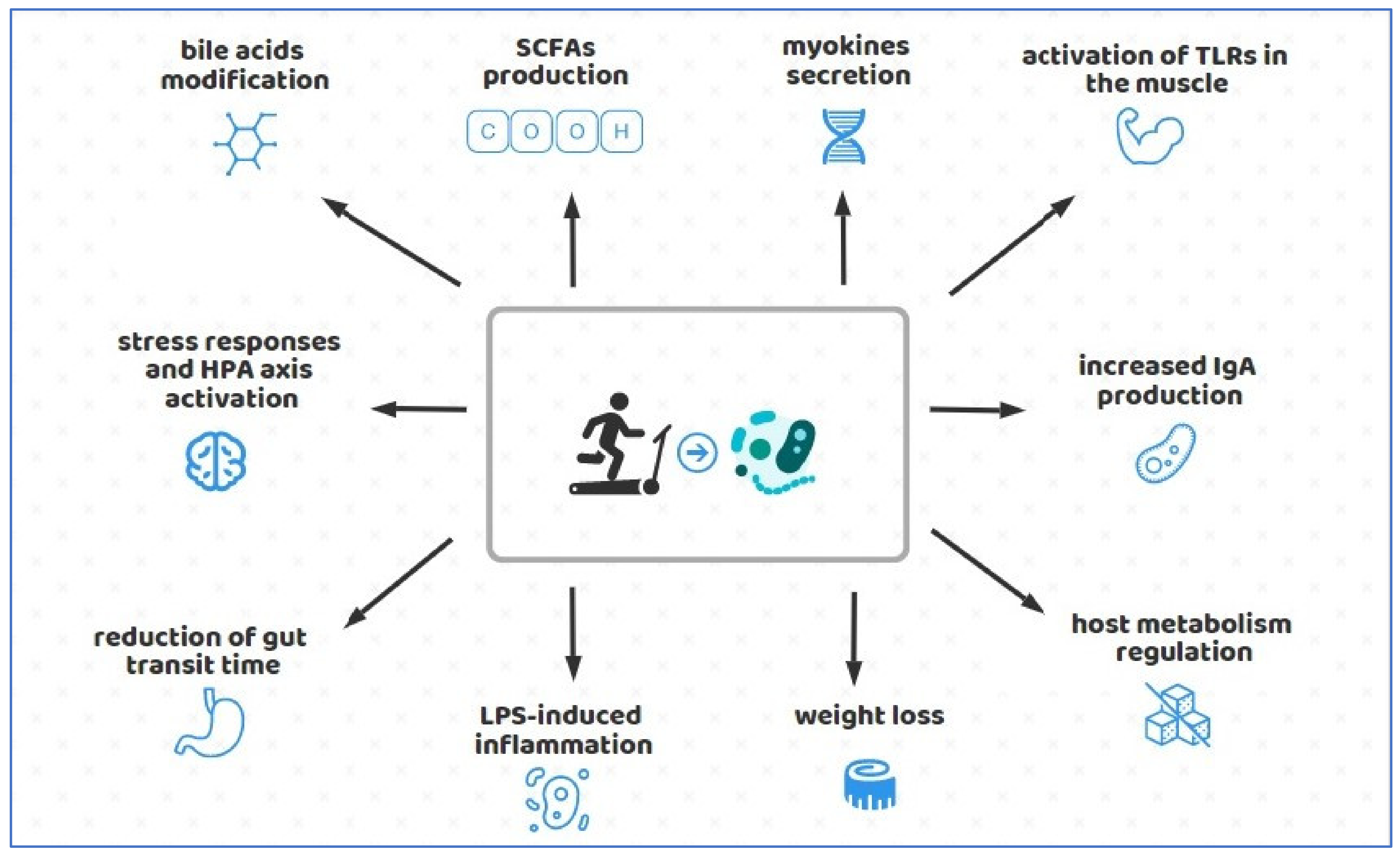 Foods Free Full-Text Nutrition and Physical Activity-Induced Changes in Gut Microbiota Possible Implications for Human Health and Athletic Performance