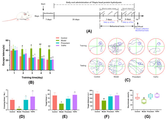 Tilapia Head Protein Hydrolysate Attenuates Scopolamine