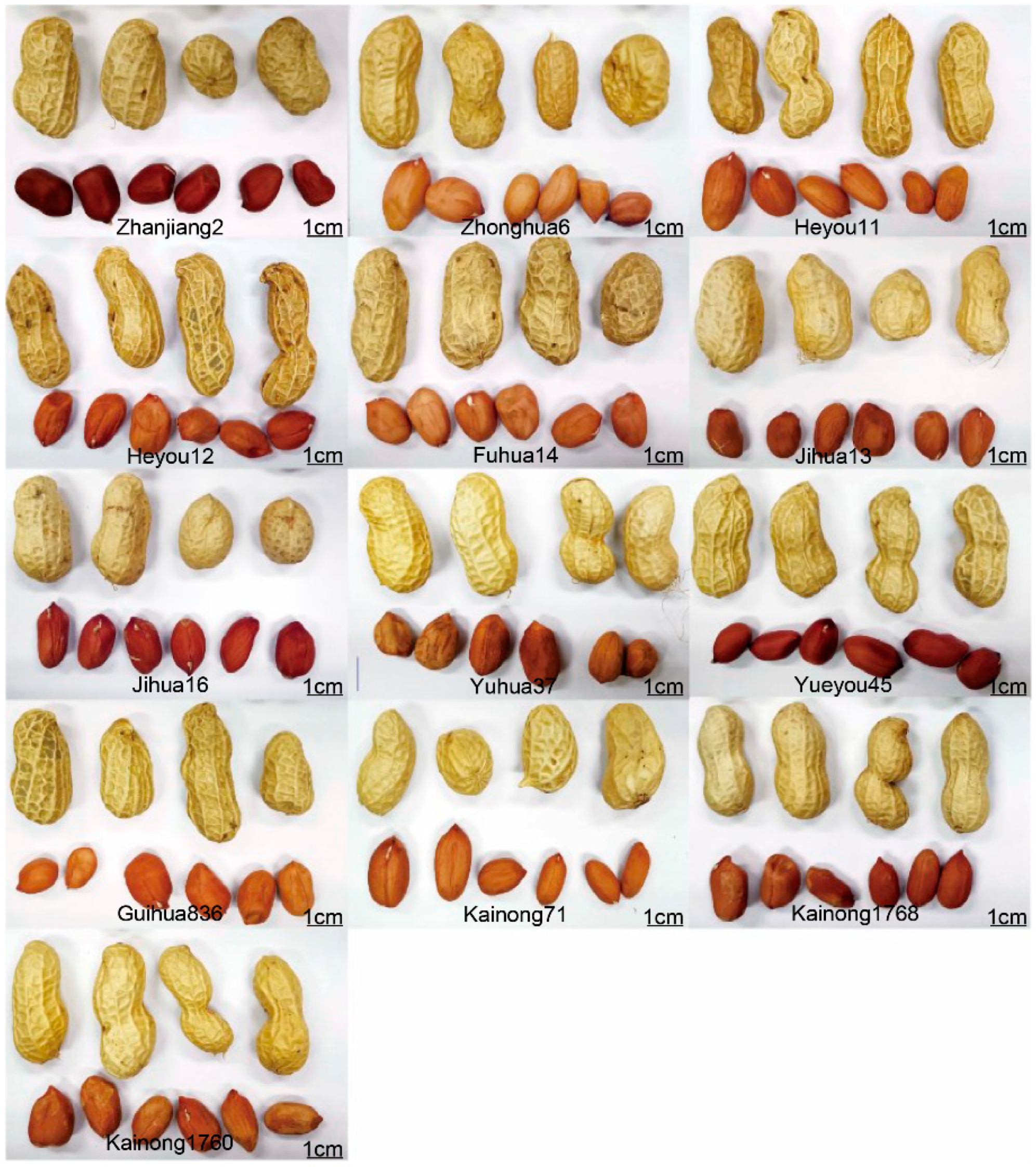 Types sales of peanuts