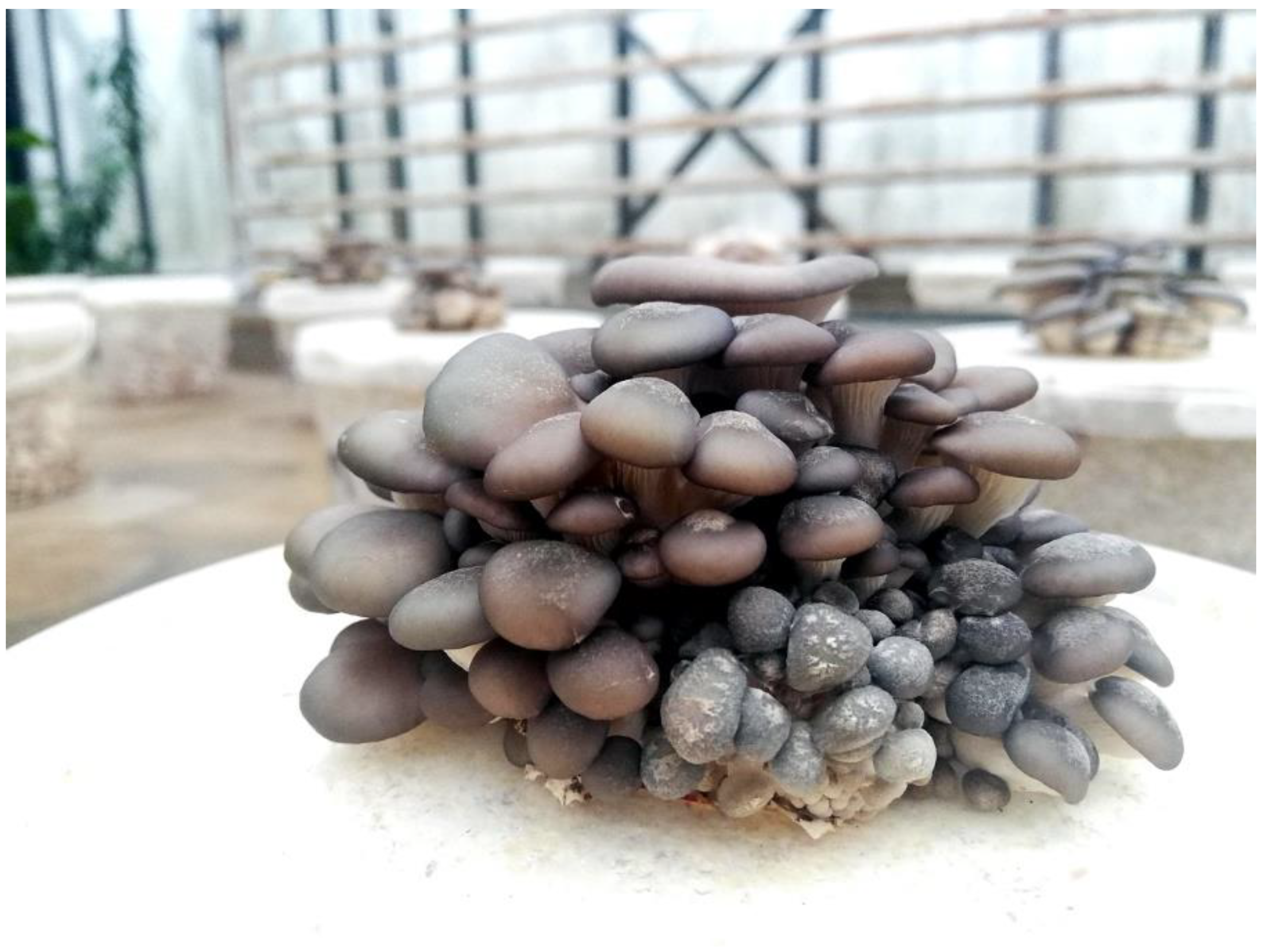 Foods 11 00076 g001 Foods 11 00076 g001