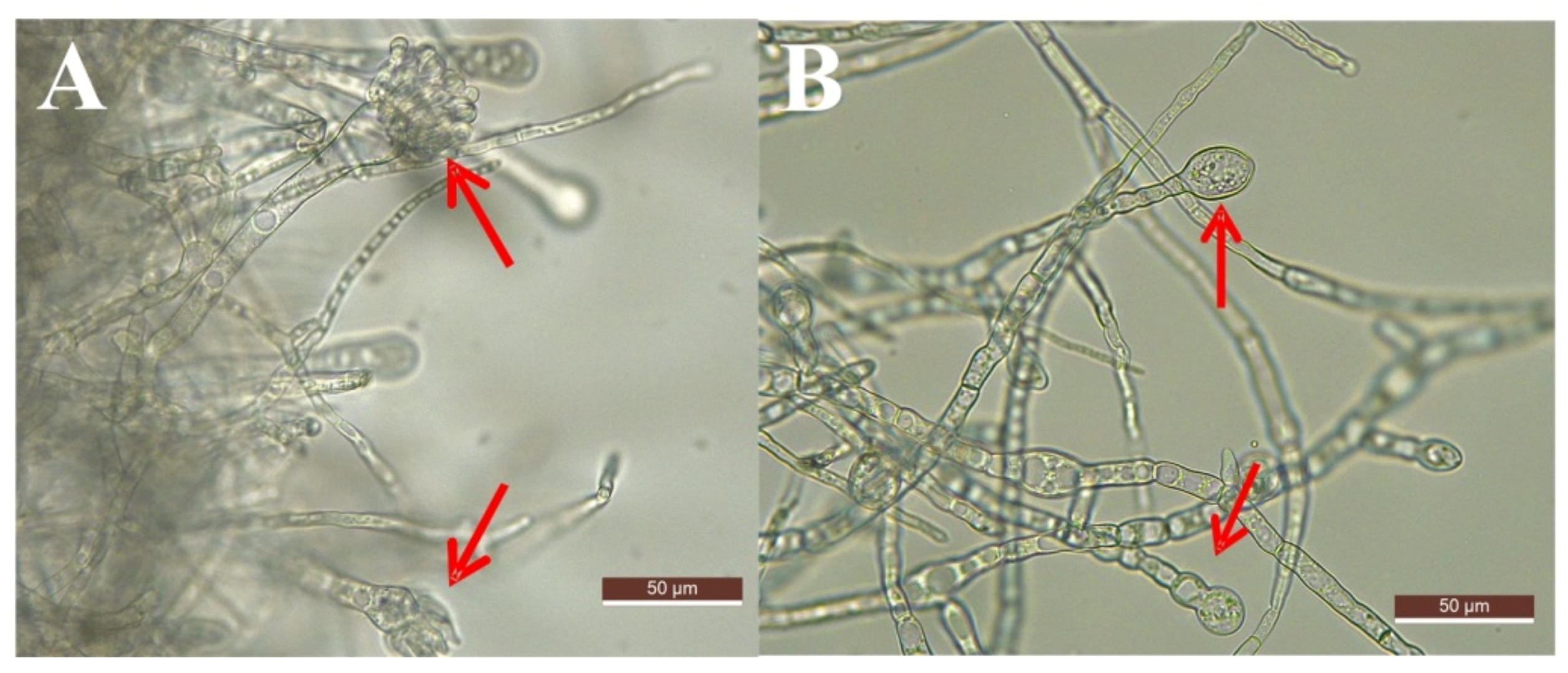 Foods 11 00140 g005 Foods 11 00140 g005