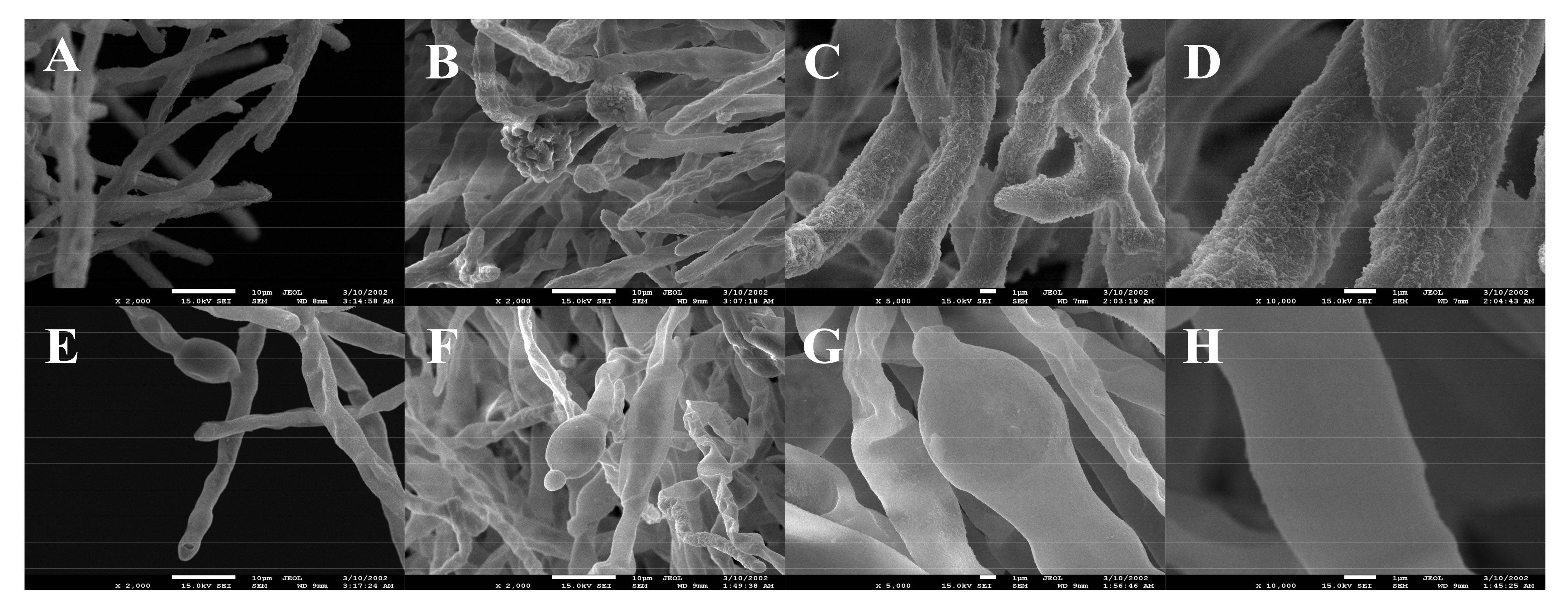 Foods 11 00140 g006 Foods 11 00140 g006