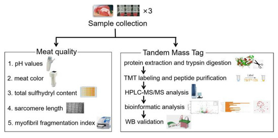 Foods | Free Full-Text | The Quality Changes and Proteomic Analysis of Cattle Muscle Postmortem during Rigor Mortis Foods | Free Full-Text | The Quality Changes and Proteomic Analysis of Cattle Muscle Postmortem during Rigor Mortis