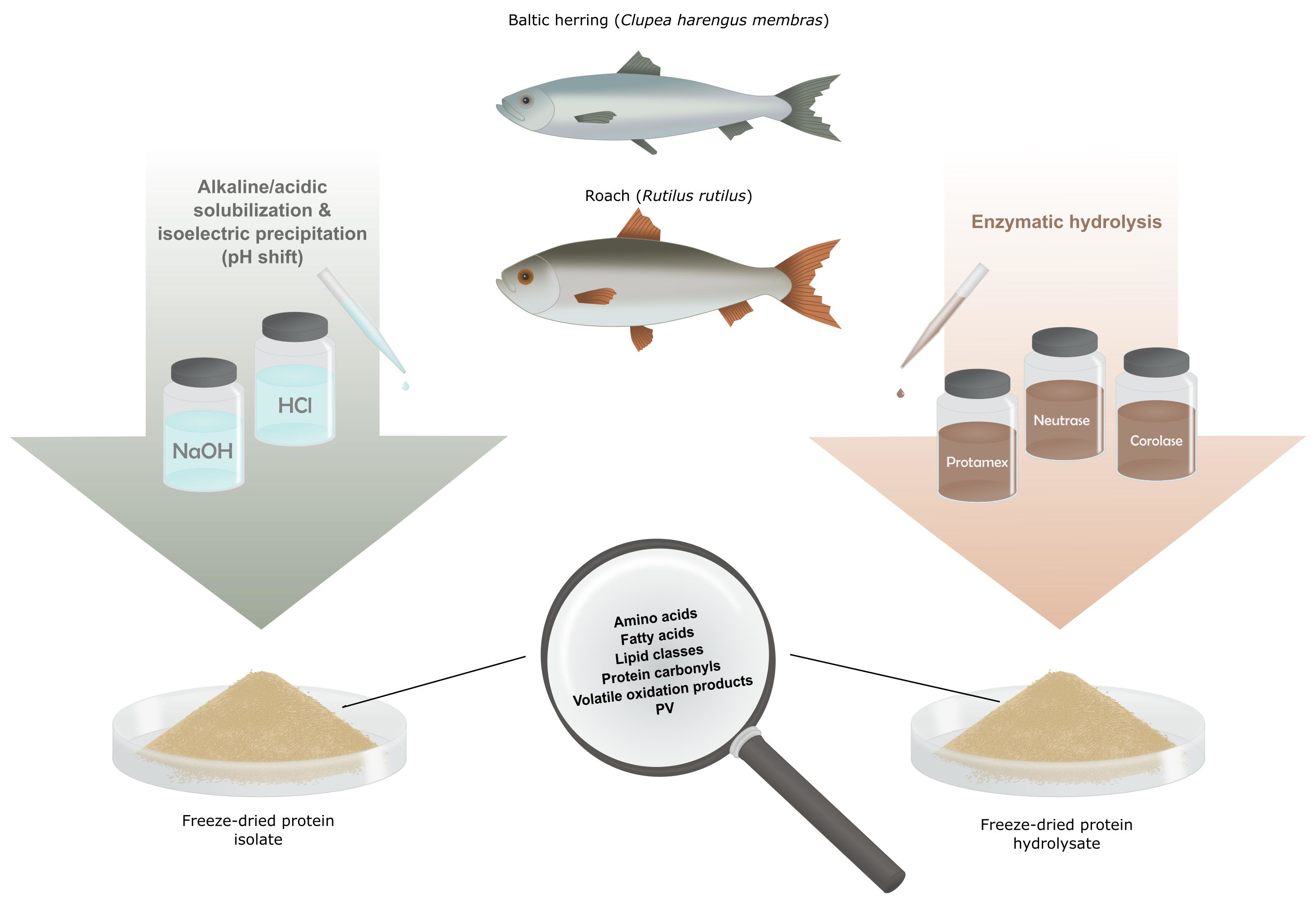 Foods Free FullText Quality of Protein Isolates and Hydrolysates