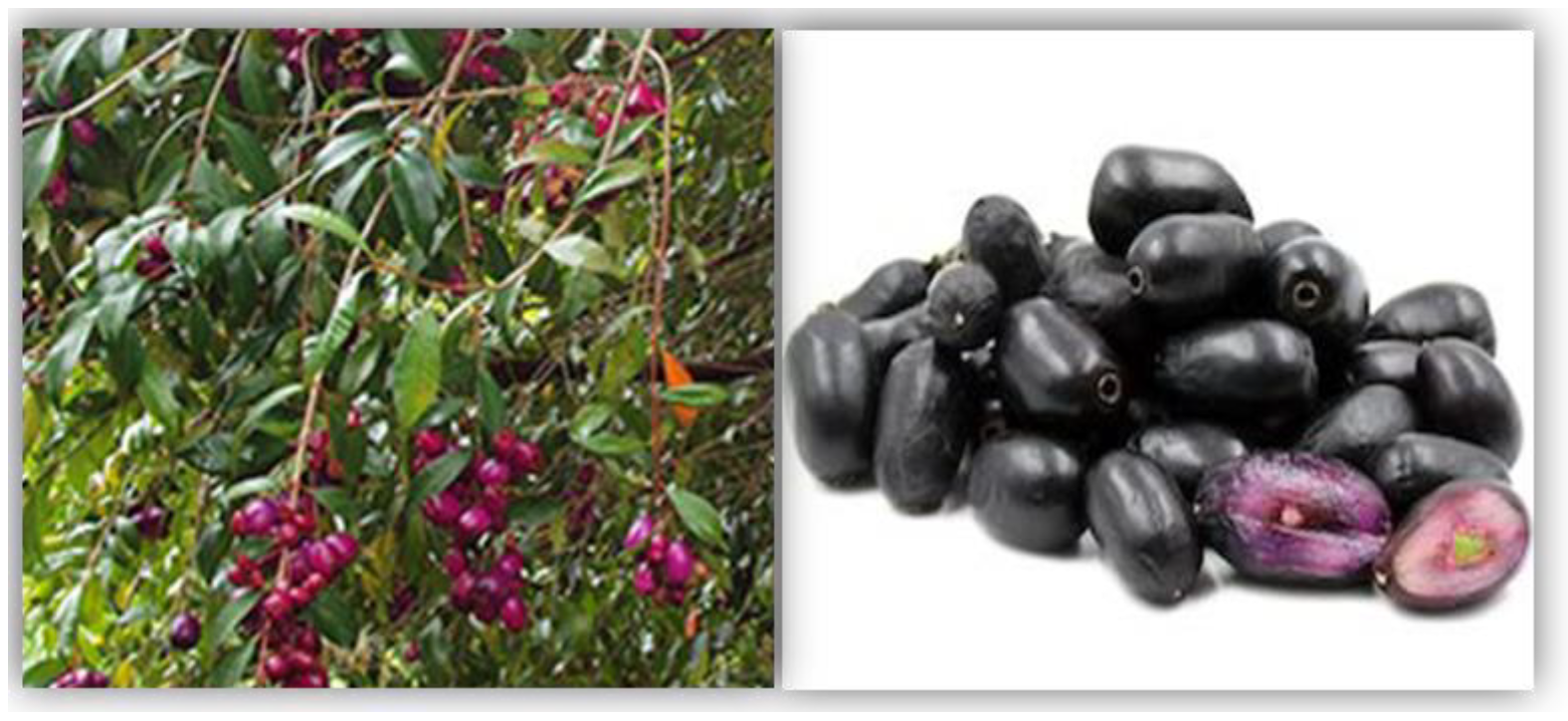 Foods | Free Full-Text | Phytochemical Profile, Biological Properties, and  Food Applications of the Medicinal Plant Syzygium cumini