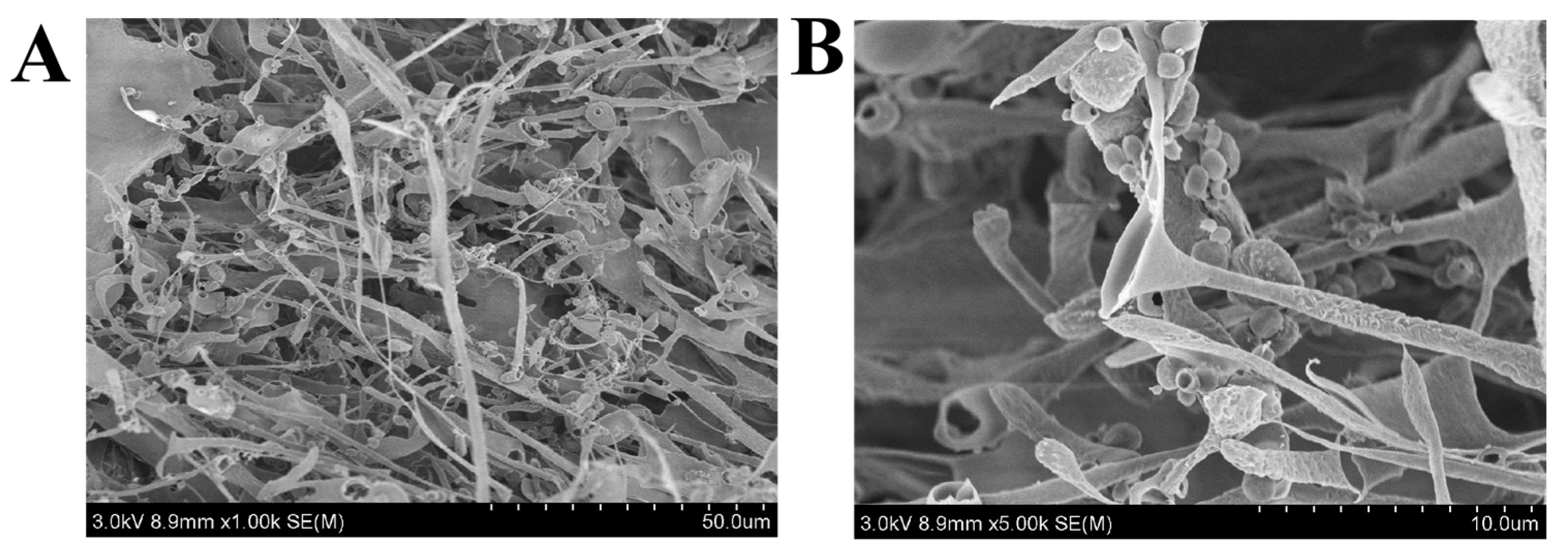 Foods 11 00393 g005 550