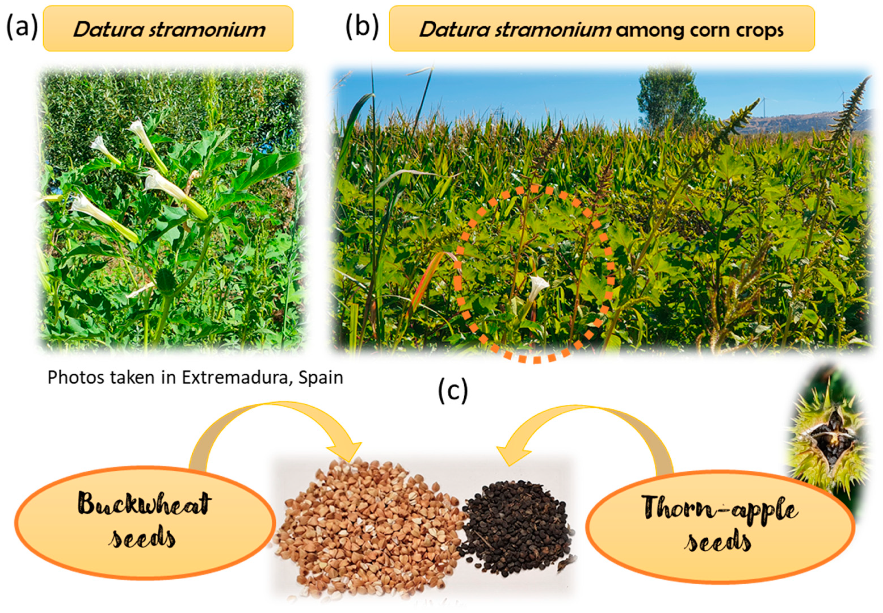 Foods 11 00407 g001 550