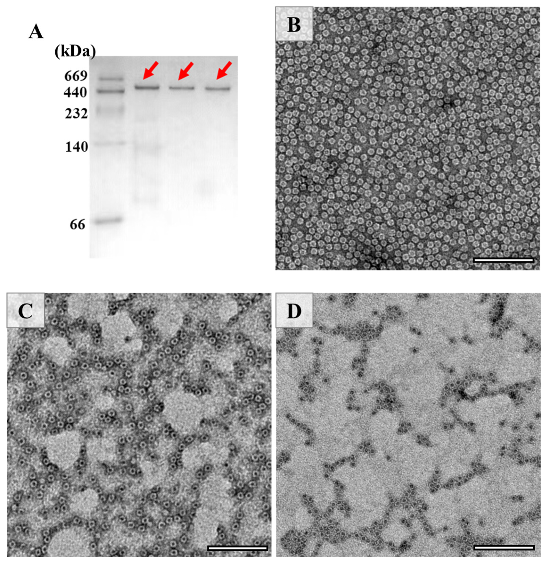 Foods 11 00557 g003 550