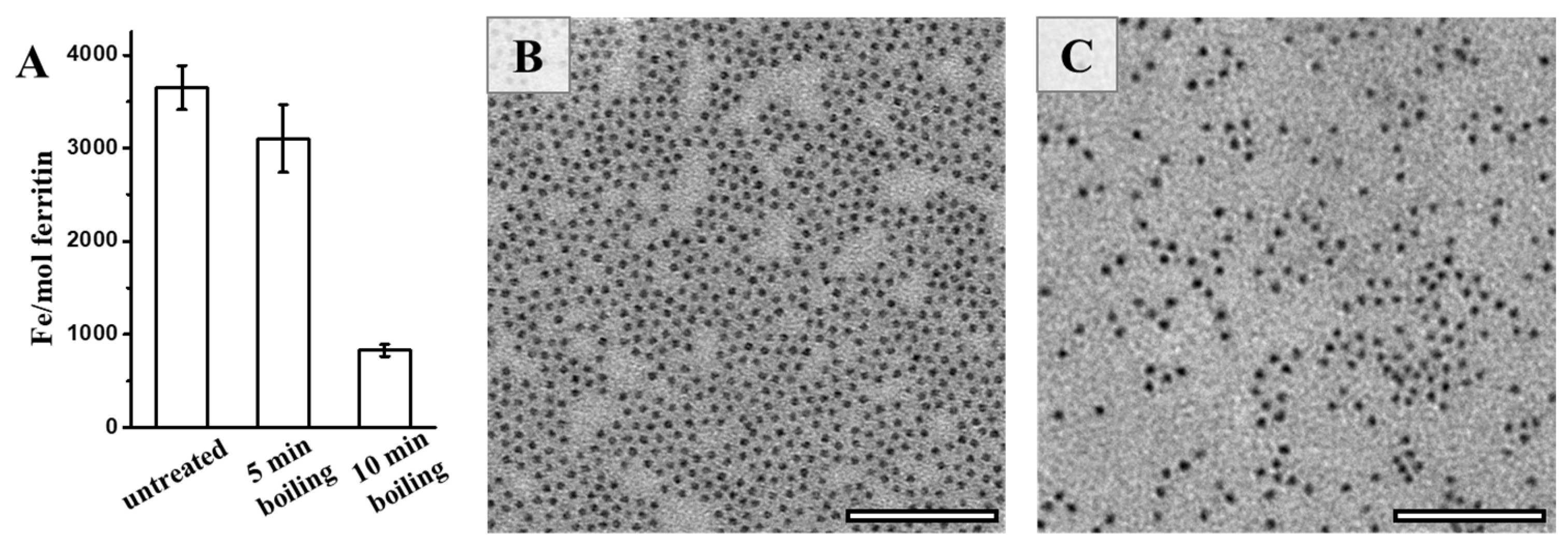 Foods 11 00557 g005 550