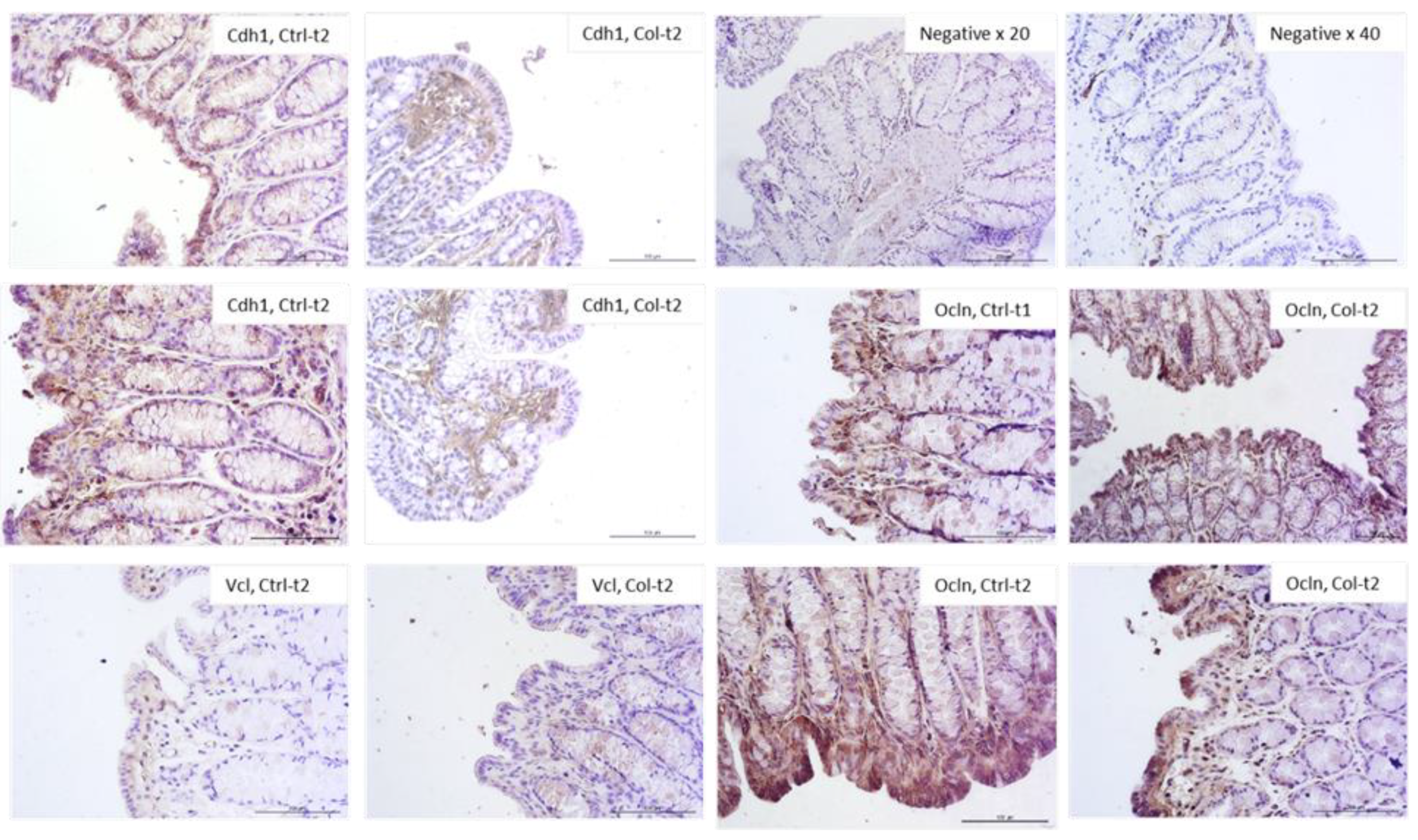 Foods 11 00685 g007 Foods 11 00685 g007