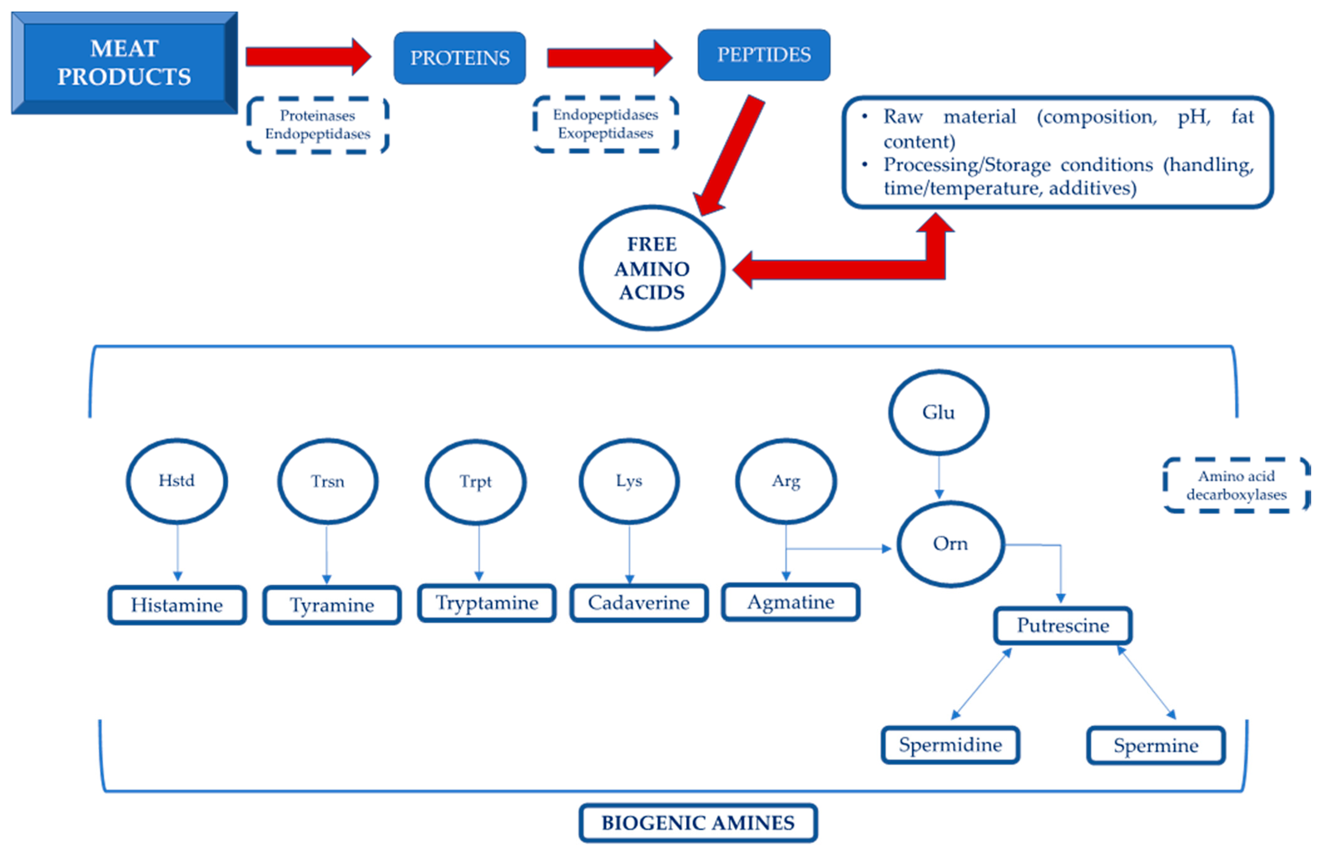 Foods Free FullText Biogenic Amines in Meat and Meat Products A Review of the Science and
