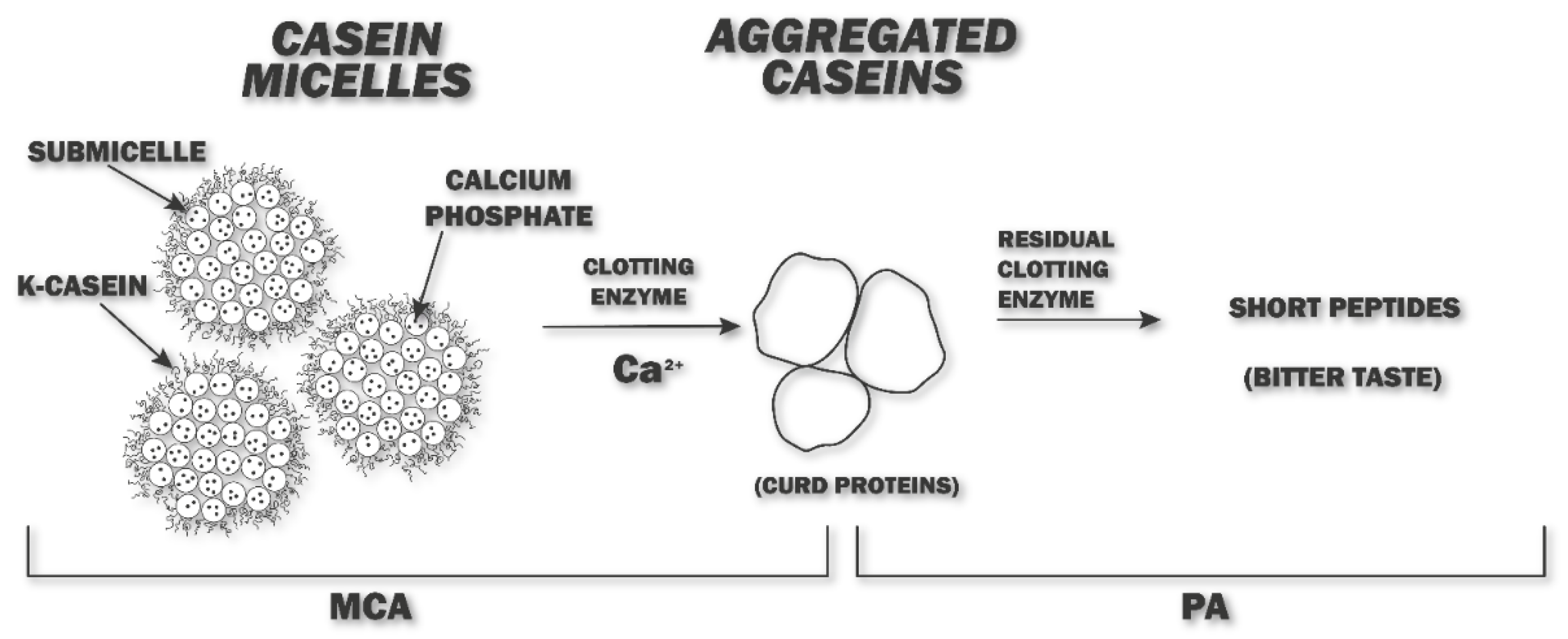 Foods | Free Full-Text | Plant Milk-Clotting Enzymes for Cheesemaking Foods | Free Full-Text | Plant Milk-Clotting Enzymes for Cheesemaking
