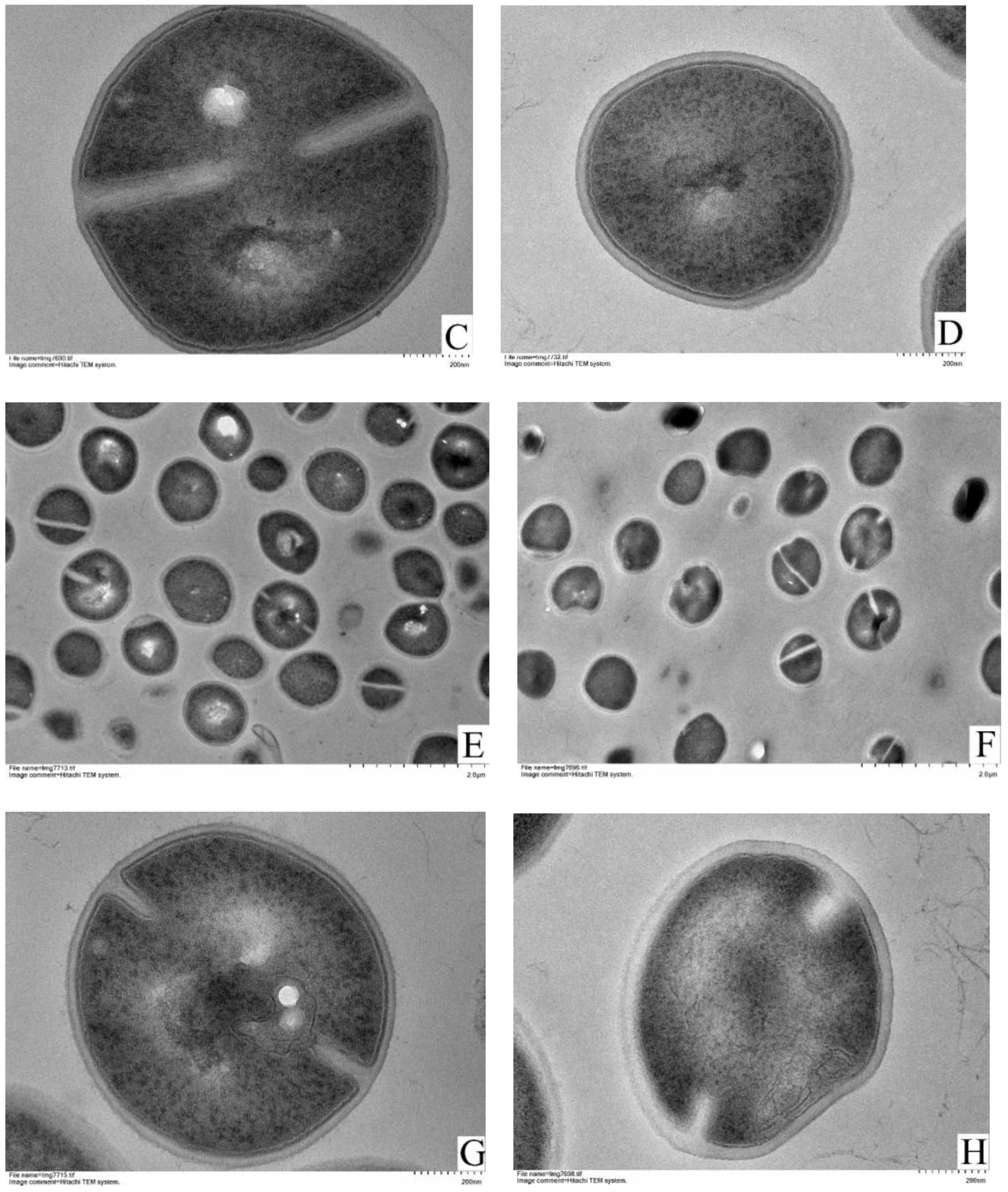 Foods 11 00996 g004b Foods 11 00996 g004b