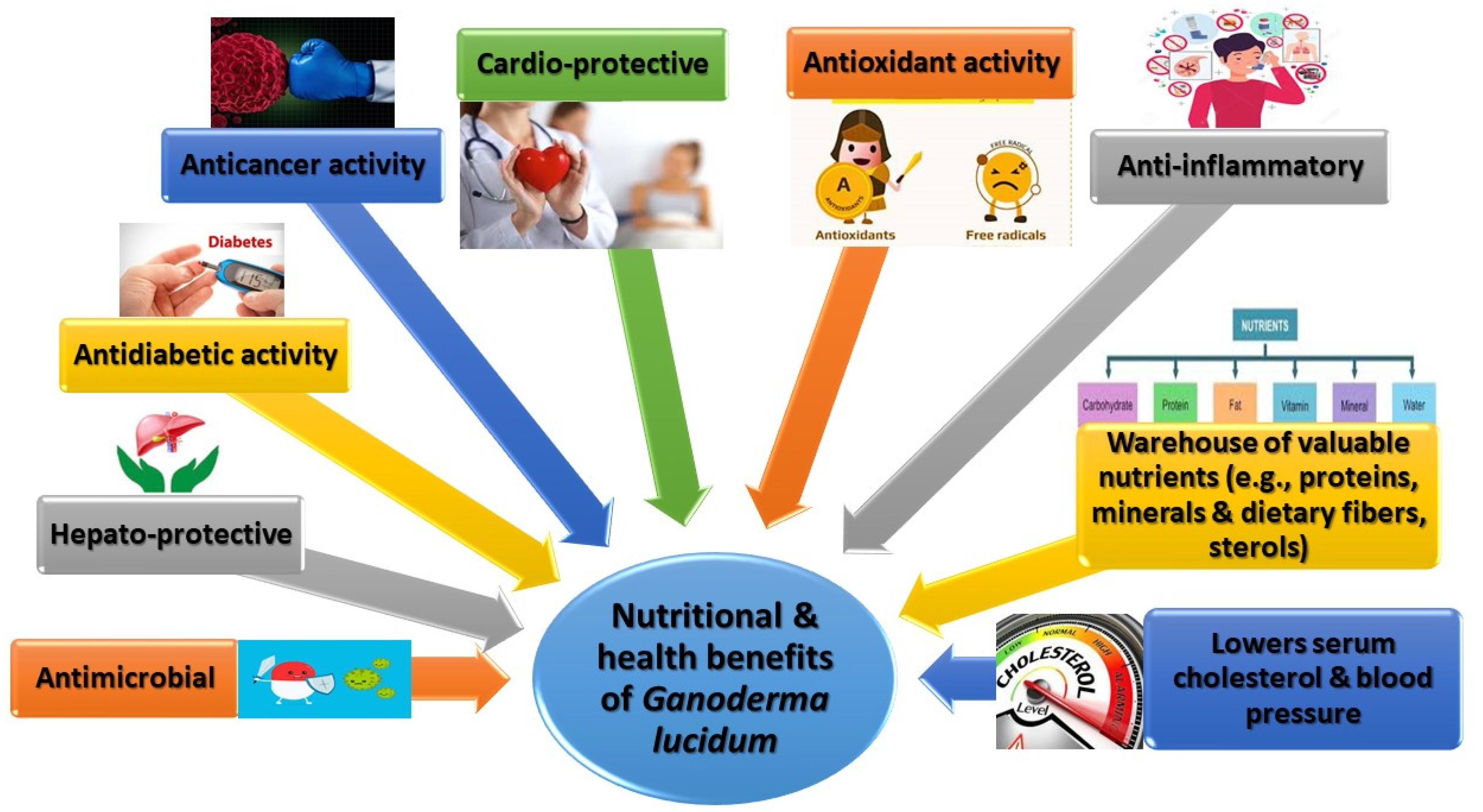 Nutritional Profile and Health Benefits of Ganoderma lucidum “Lingzhi,  Reishi, or Mannentake” as Functional Foods: Current Scenario and Future  Perspectives