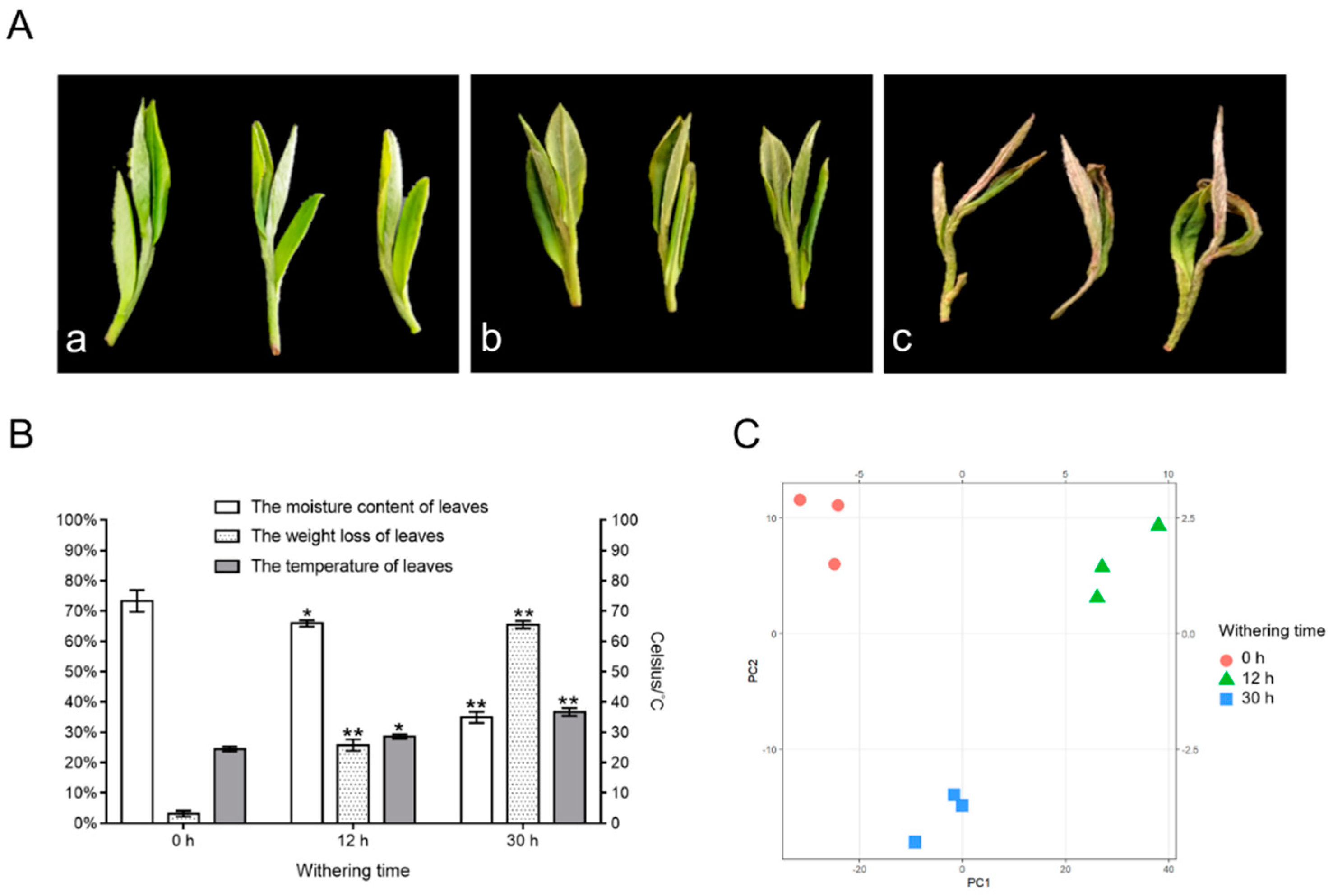 Foods Free FullText Metabolomics Combined with Proteomics Provide