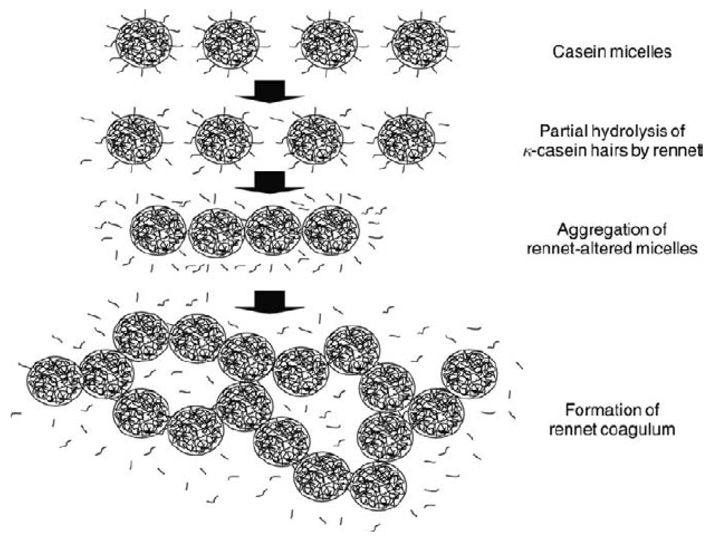 Foods | Free | Rennet-Induced Casein Micelle Aggregation Models: A Review