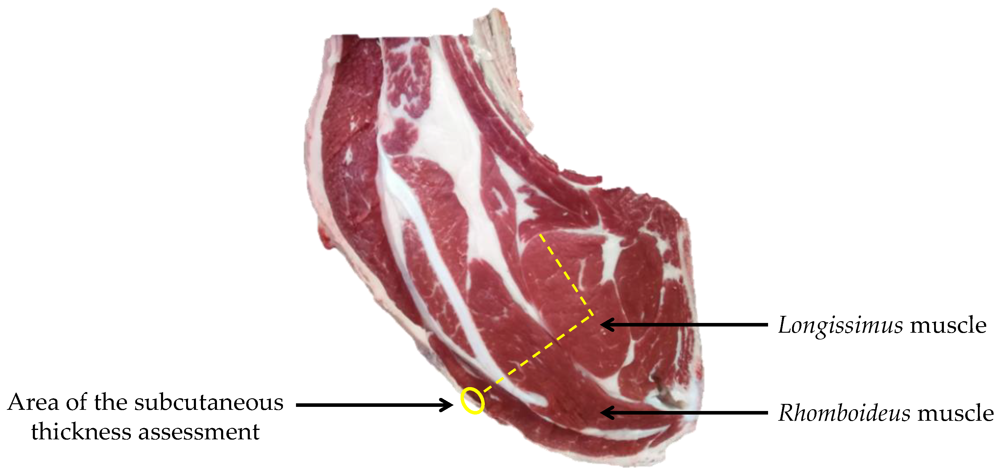 Foods 11 01262 g001 550