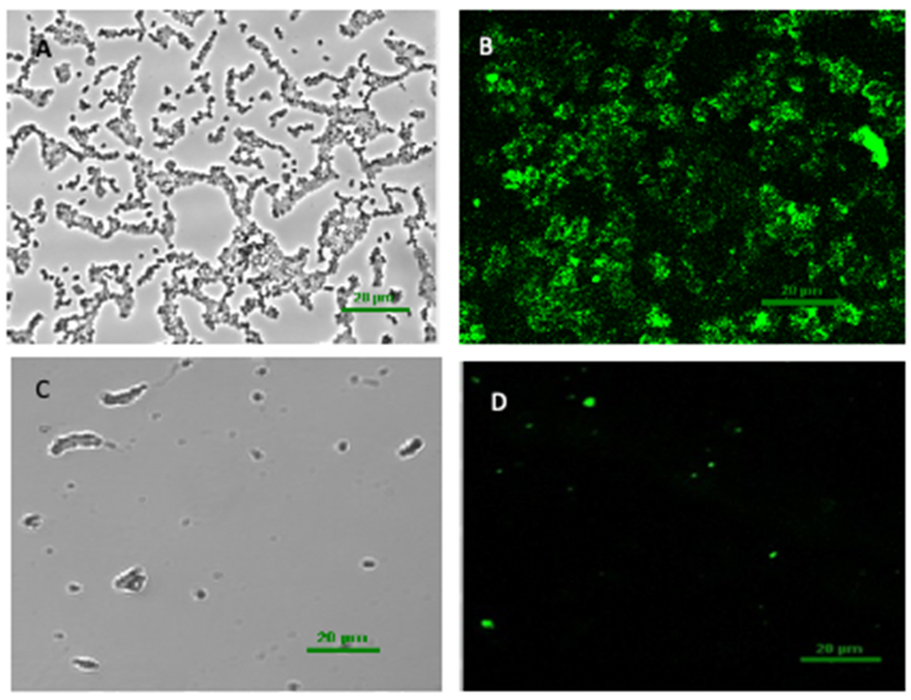 Foods 11 01305 g003 550