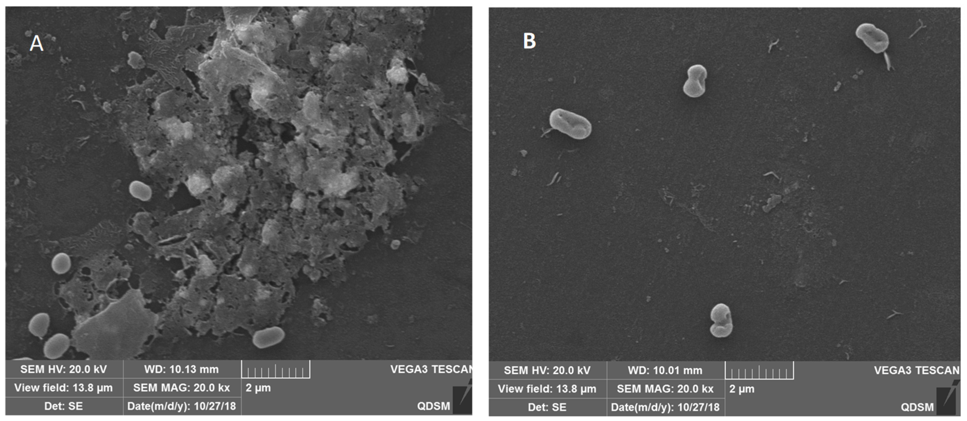 Foods 11 01305 g004 550