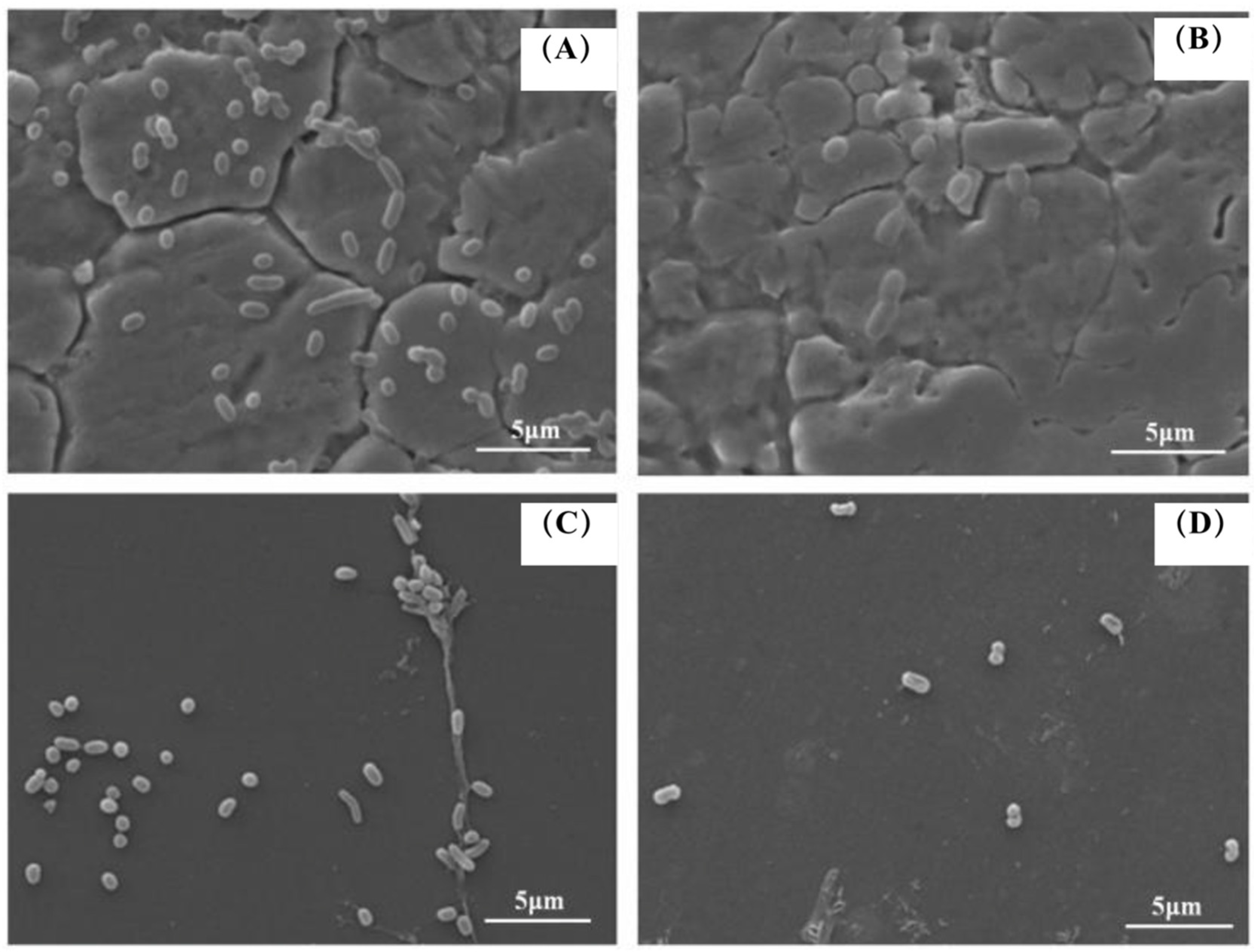 Foods 11 01305 g007 550