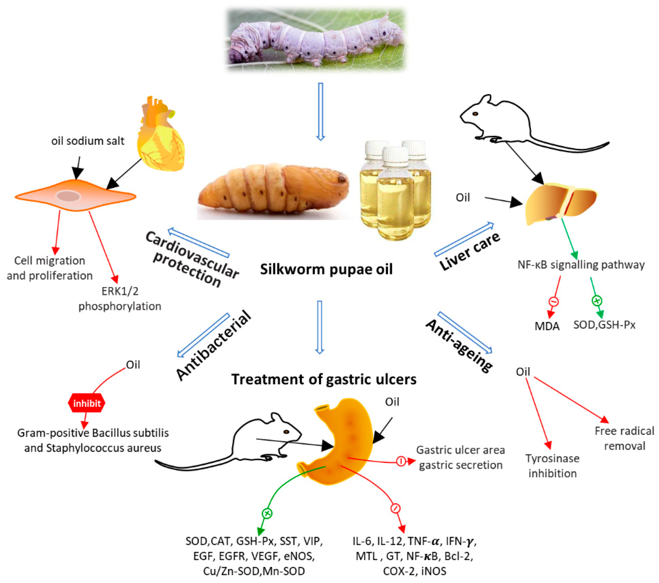 Foods Free FullText Silkworm Pupae A Functional Food with Health