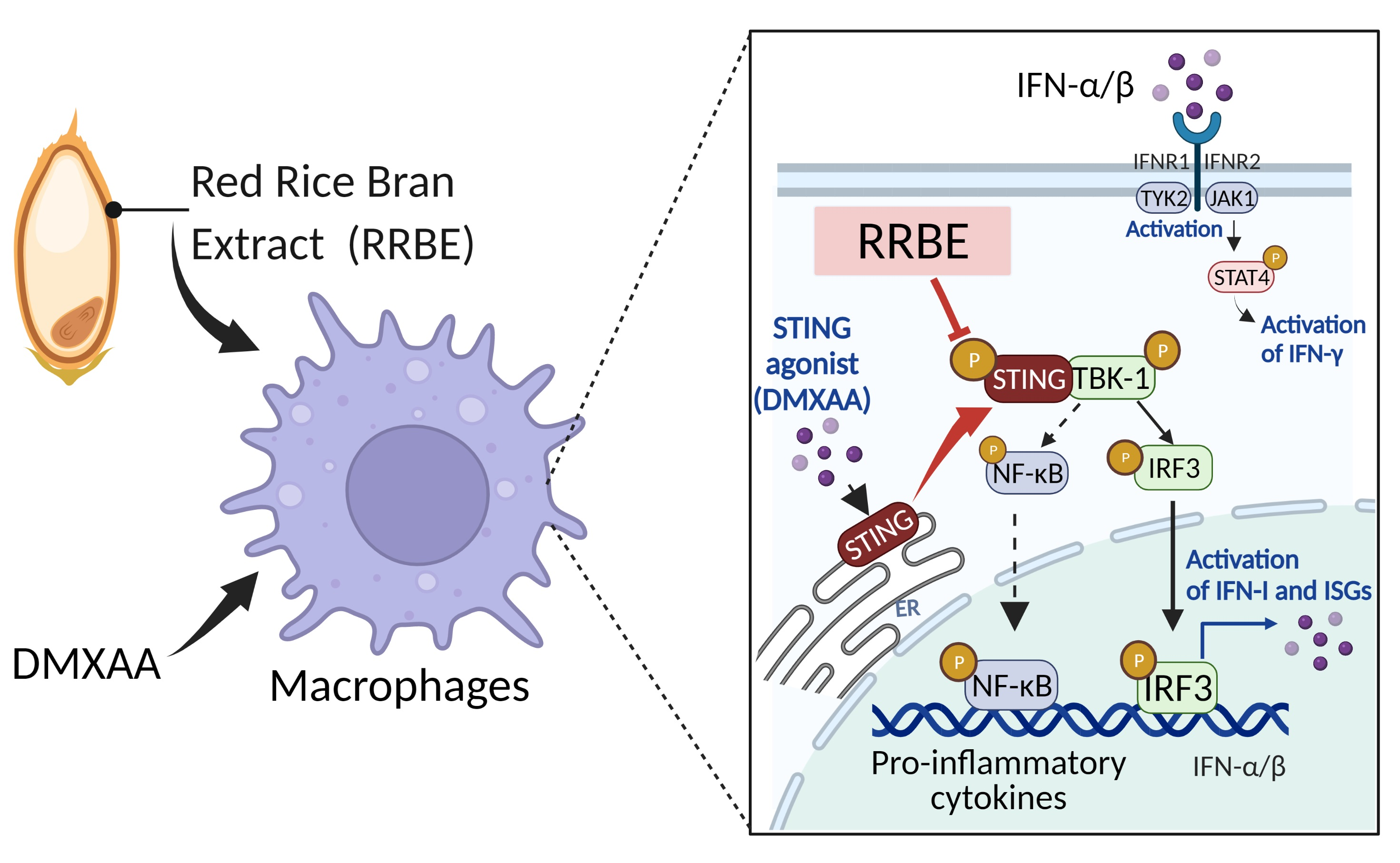 Foods Free FullText AntiInflammatory Effects of Red Rice Bran