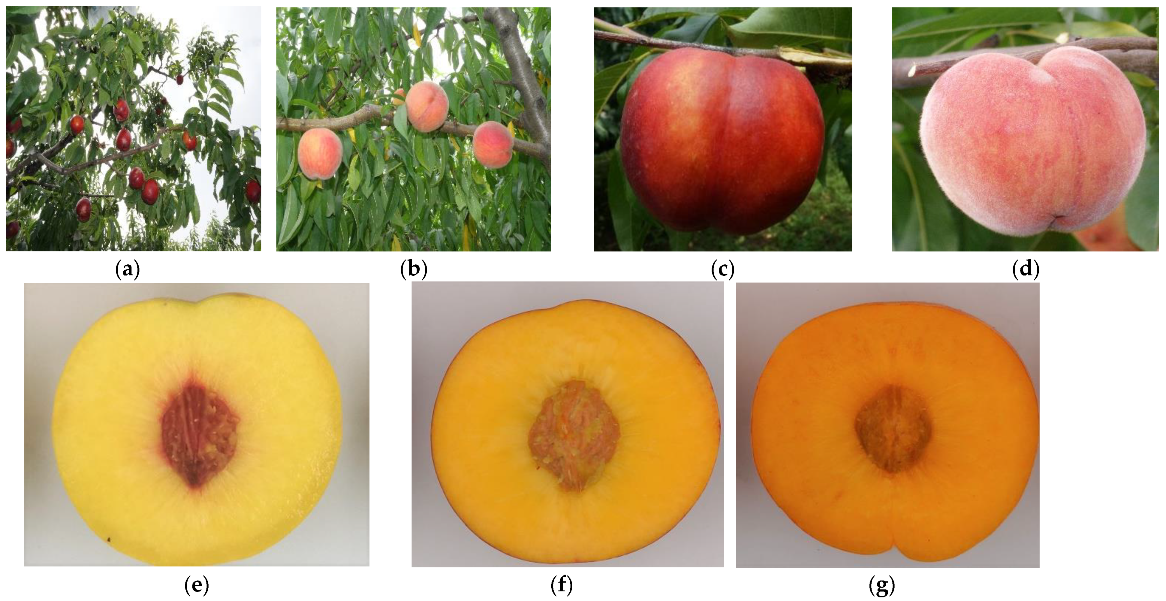 【ピーチ】 Carotenoid Profiling of Yellow-Flesh Peach Fruit