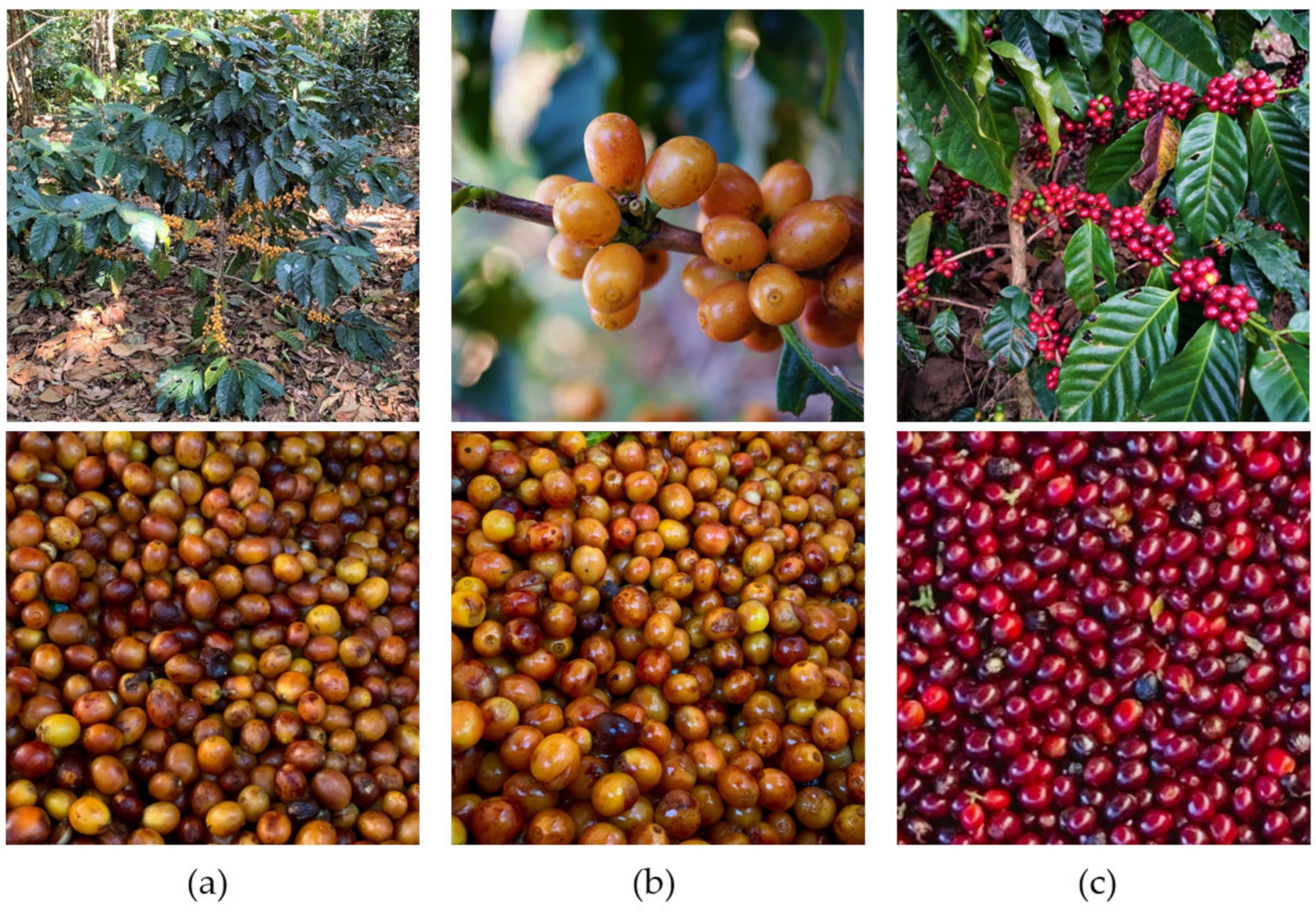 Foods 11 01672 g001 Foods 11 01672 g001