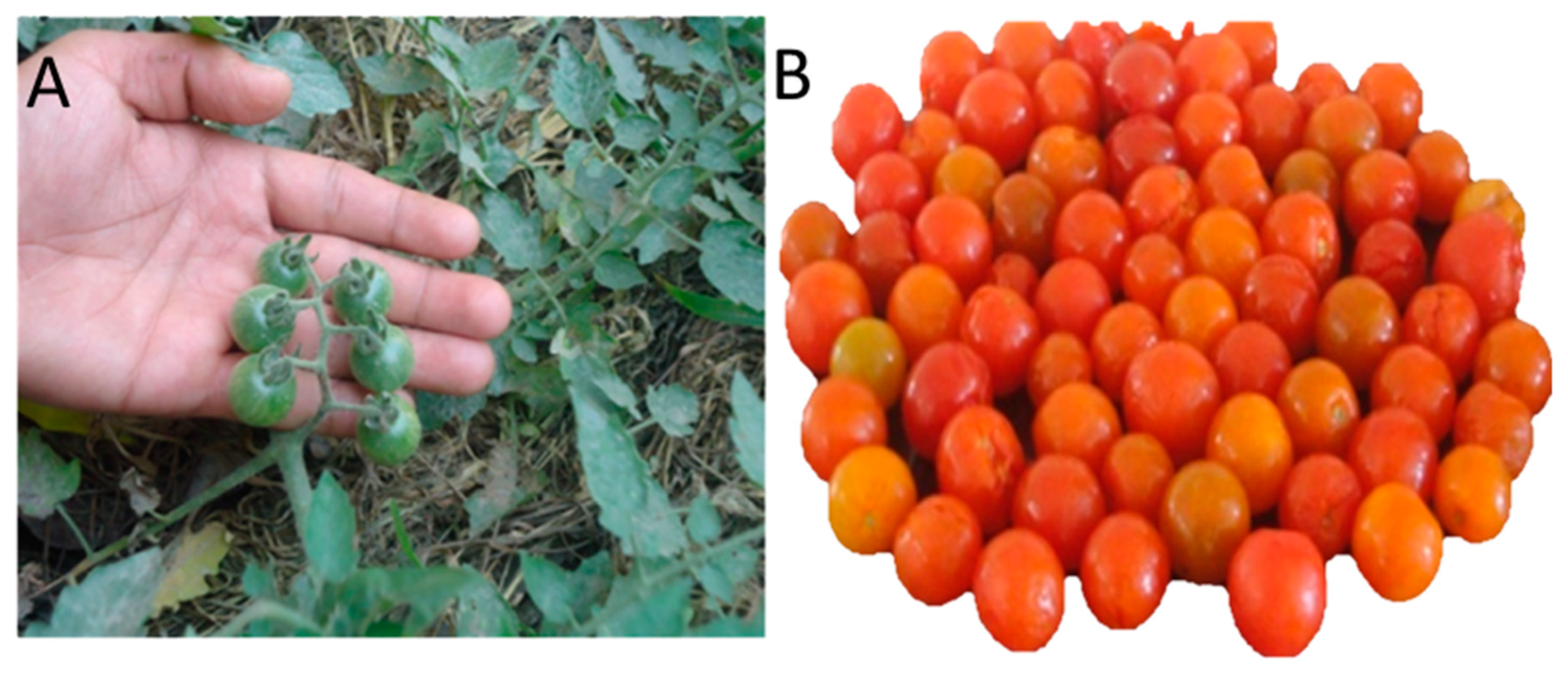 Foods 11 01730 g001 Foods 11 01730 g001