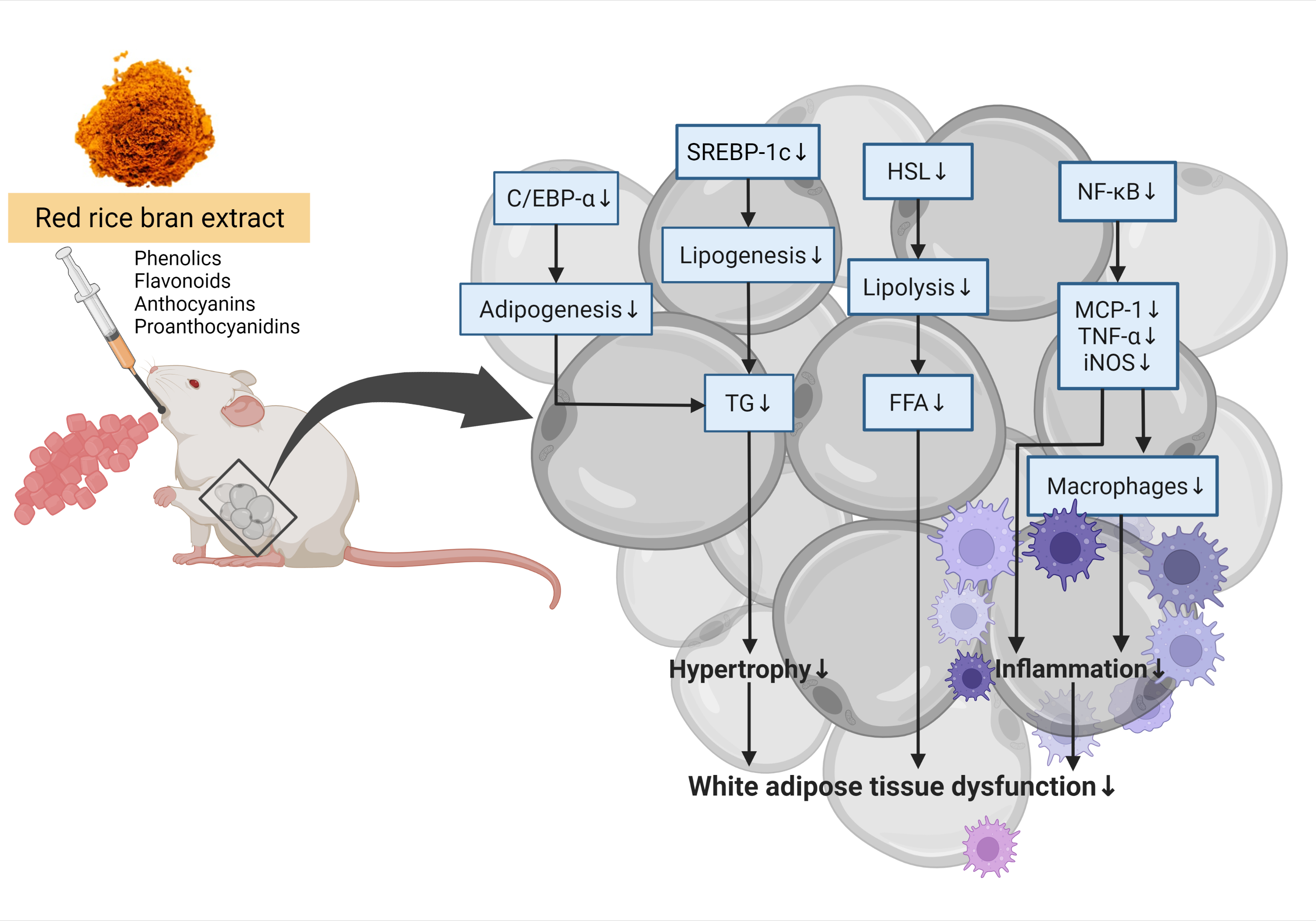 Foods Free FullText Red Rice Bran Extract Attenuates Adipogenesis