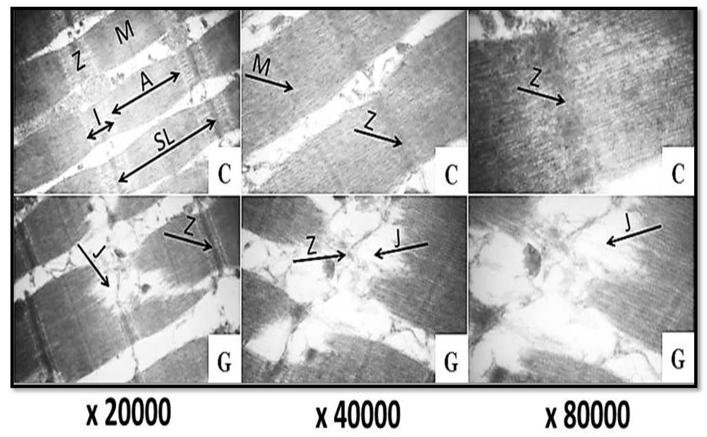 Foods 11 01876 g003 550