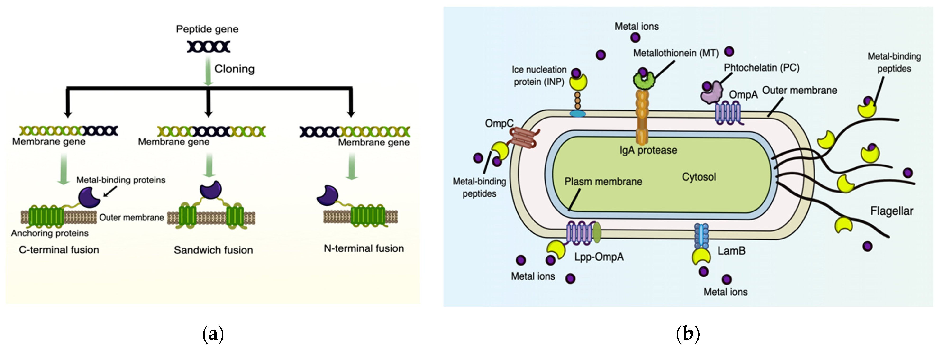 Foods 11 01905 g002 Foods 11 01905 g002