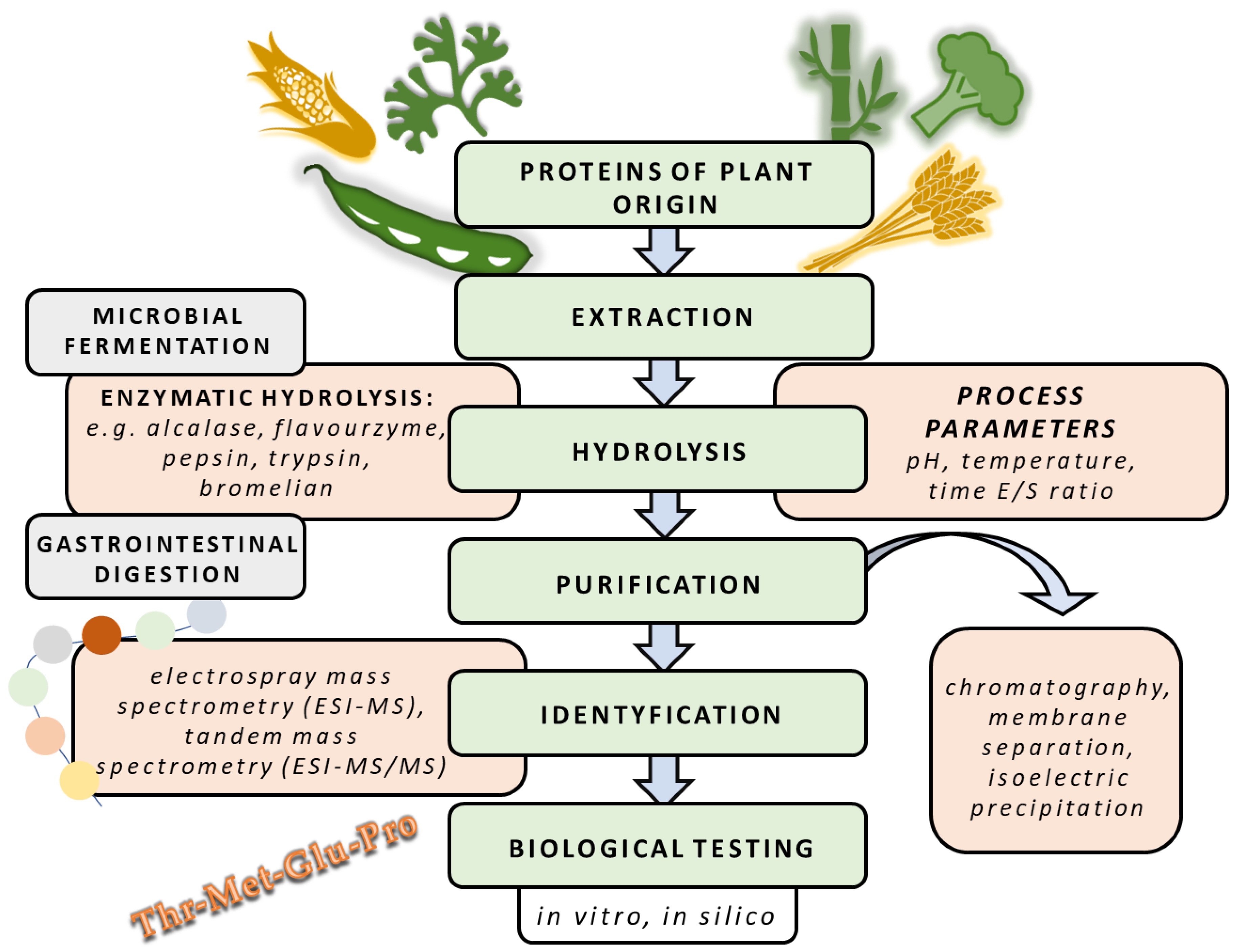 Foods Free Full-Text Protein Hydrolysates Derived from Animals and  Plantsmdash;A Review of Production Methods and Antioxidant Activity