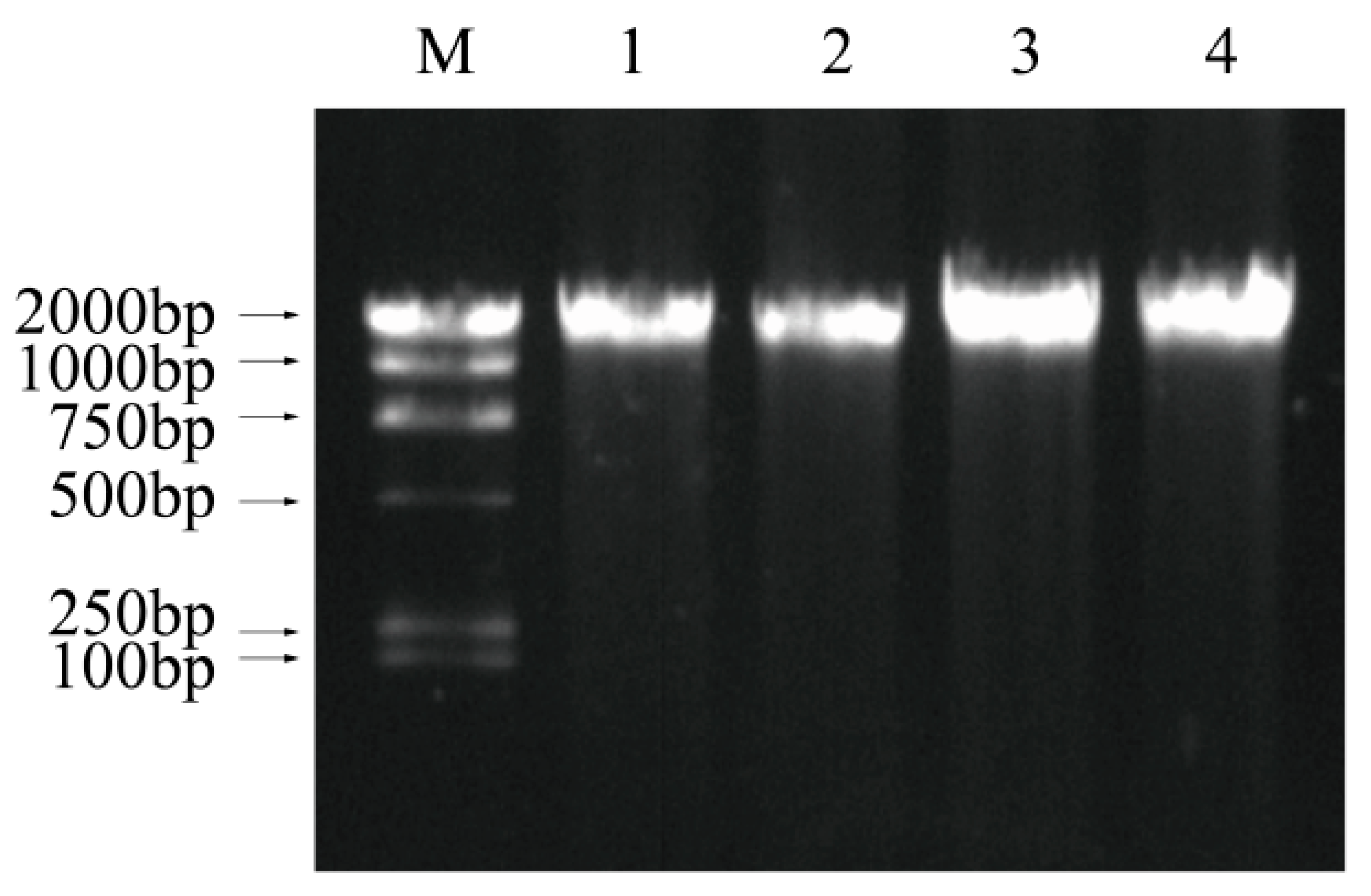Foods 11 02008 g005 550