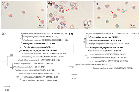 リー The Ottoman Army of the Napoleonic Wars, 1784-1815: A